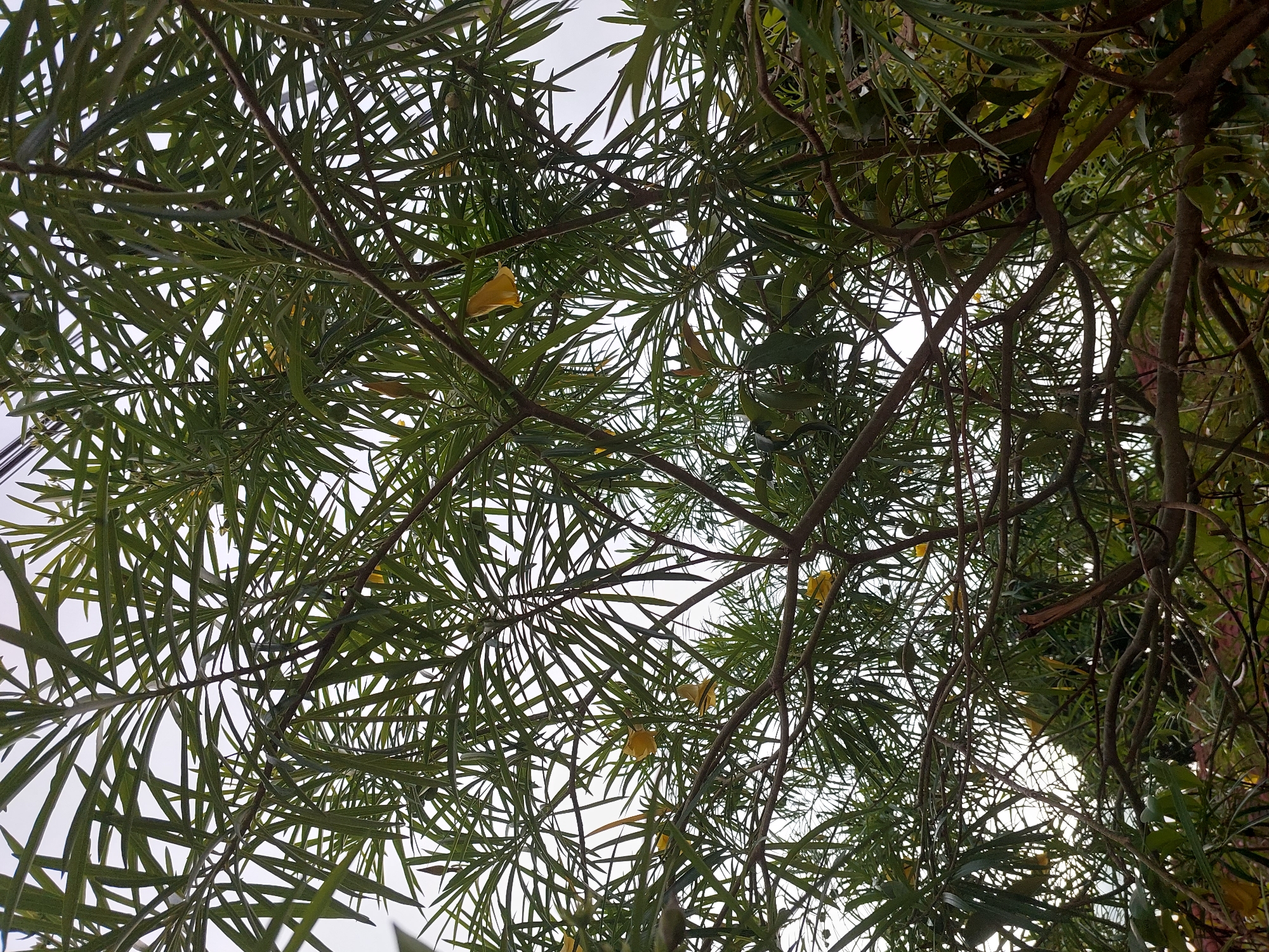 The image captures a close-up view of a tree's branches and foliage, seen from below looking upwards. The dominant colors are various shades of green from the leaves and brown from the branches and twigs. Small yellow flowers are visible scattered throughout the branches. The background is a bright, overcast sky, suggesting an outdoor environment. The scene is devoid of any human presence or activity. Based on the visual characteristics of the foliage and the presence of yellow flowers, the tree could be identified as a Yellow Oleander (Thevetia peruviana), a common ornamental plant found in Thailand. Baan Mae Nam, Thailand is a plausible location given the climate and typical vegetation. The image is a still shot, with no discernible action or interaction taking place.
