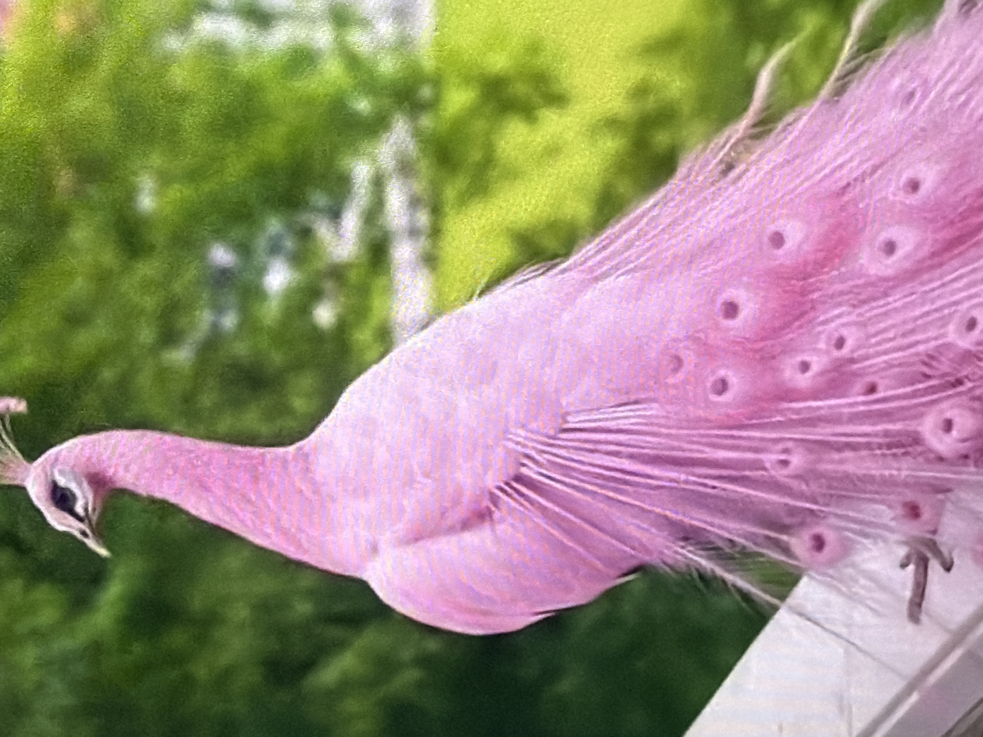 A side profile of a light pink peacock is captured against a blurred green background. The peacock is facing left, its head tilted slightly upwards. Its long, slender neck is also light pink, and a small crest of light pink feathers adorns the top of its head. The bird's body is covered in soft, light pink plumage. Its tail feathers are fanned out and cascade downwards, displaying delicate eye-spot patterns in a slightly darker pink hue. A small portion of what appears to be a white railing or fence is visible in the lower left corner of the image, with the peacock's claw resting on it. The background is a soft blur of various shades of green, suggesting foliage or trees. The lighting appears to be natural, highlighting the vibrant pink of the peacock.