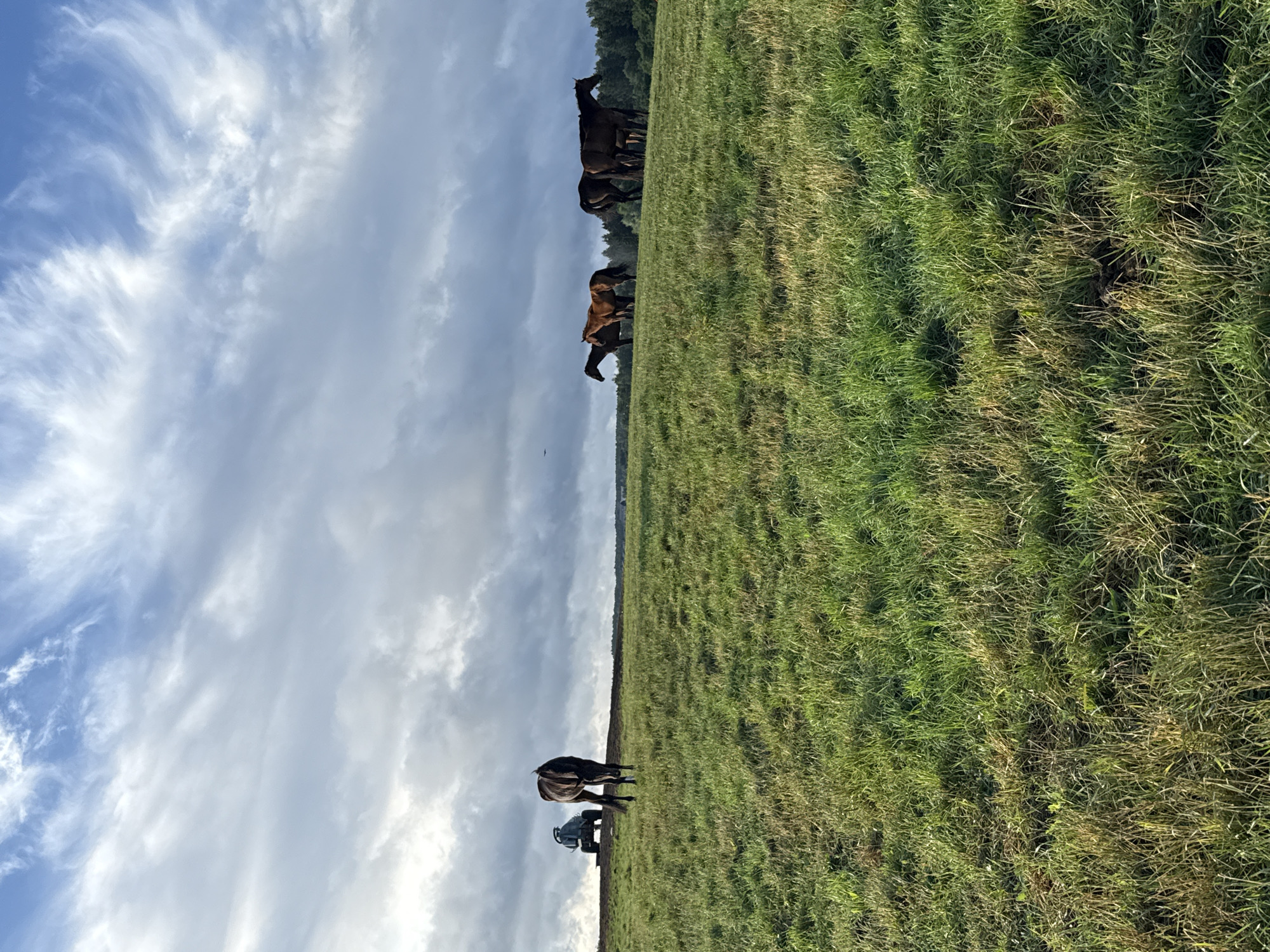 The image captures a pastoral scene in Galinė, Lithuania, under a dramatic sky filled with wispy clouds. In the foreground, a vast expanse of green grass slopes gently upward, showing signs of natural growth with variations in color and texture. A lone dark horse stands with its back to the camera, facing away from the viewer and towards a distant tractor and a group of other horses. The tractor, a utilitarian machine, is positioned on the crest of the hill. Further along the horizon, a cluster of several horses are gathered, some appearing to be chestnut in color, and others darker. Beyond the horses, a dense line of trees marks the edge of the landscape, creating a natural boundary against the horizon. The overall impression is one of rural tranquility, with the elements of nature and human activity harmoniously coexisting under a dynamic sky.