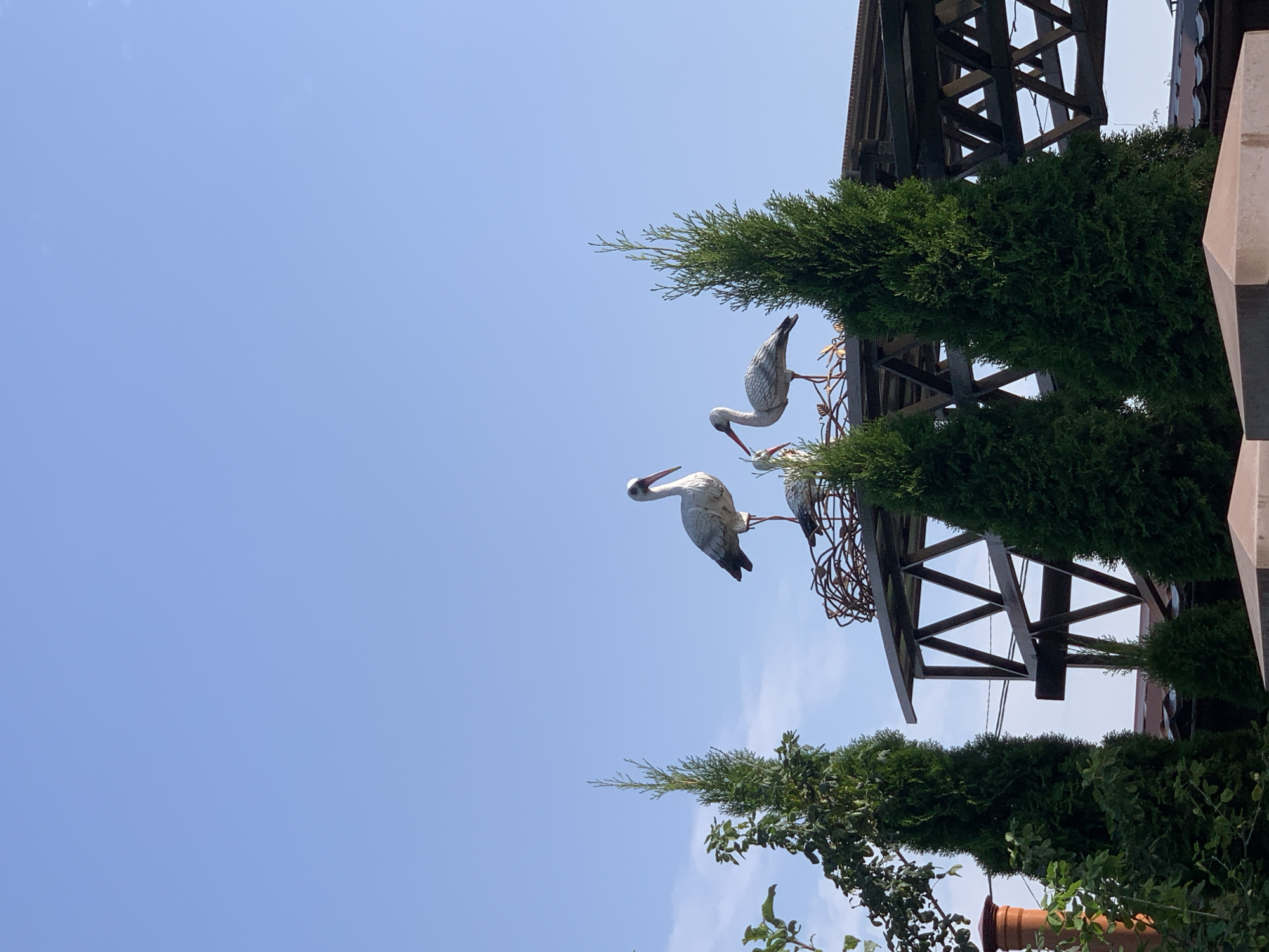 The image shows a decorative sculpture of storks in a nest on a rooftop structure. The storks are white with red beaks and legs. The nest appears to be made of metal. The rooftop structure is made of dark wood beams forming a triangular pattern. Two tall, dark green evergreen trees stand in the foreground on either side of the structure, with a smaller evergreen tree in between them. The sky is clear and blue with a few faint clouds. A portion of a brown chimney is visible on the left side of the image. The scene is outdoors, suggesting a daytime setting. The architecture of the rooftop and chimney may indicate a location in a residential or garden area. While the prompt mentions Kapyĺ, Belarus, there are no specific landmarks or signs within the image that definitively confirm this location.