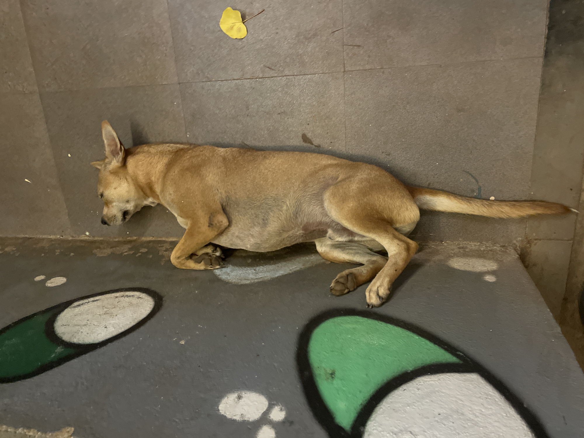 A tan dog is lying on its back on a tiled floor, with its head tilted back and eyes closed. The dog appears to be sleeping or resting comfortably. To the left of the dog, there is a section of a wall with graffiti art that includes large green and white shapes. A single yellow leaf lies on the floor to the right of the dog. The environment appears to be an outdoor or semi-outdoor space, possibly a courtyard or a public area, as suggested by the tiles and the graffiti. The image was taken in Vagator, India.