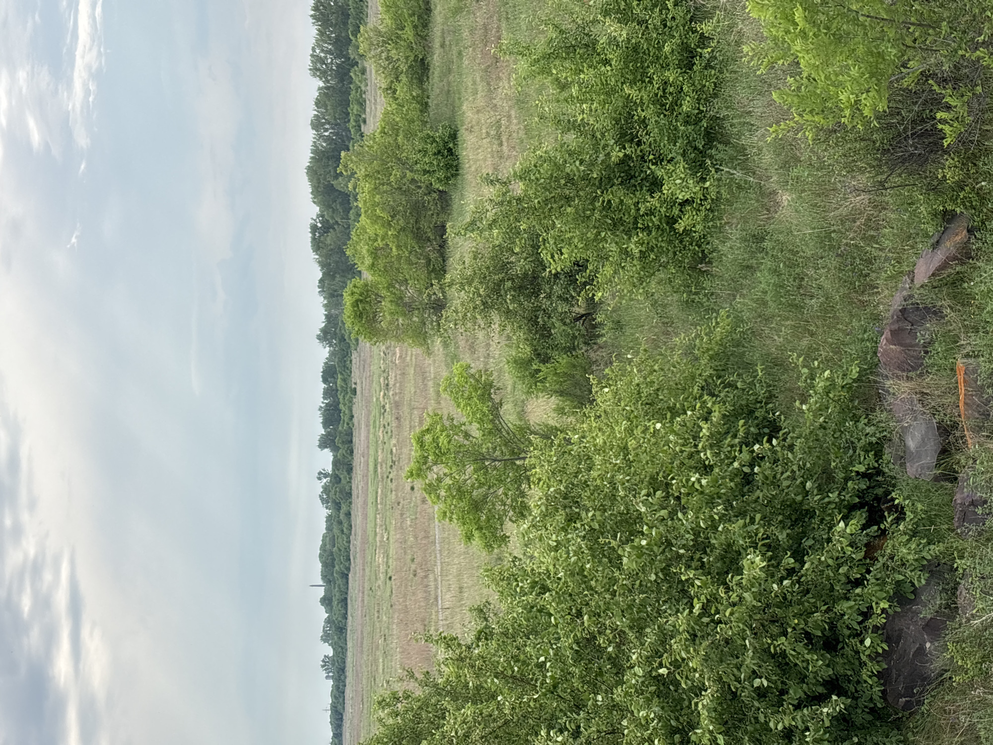 An outdoor, eye-level shot captures a landscape featuring a vast, overgrown field under a cloudy sky. The foreground is dominated by lush, green bushes and some large, dark rocks. A dirt path or road winds through the field in the middle ground. In the distance, a dense line of trees borders the field, and beyond that, faint structures and a tall, slender tower are visible against the horizon. The overall impression is one of a wild, untamed natural environment.