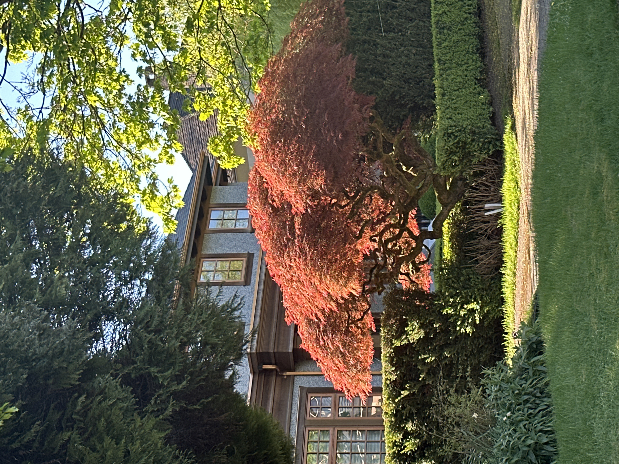 The image shows a view of a house in Vancouver, Canada. The house has a grayish-blue exterior with dark brown trim and windows. A large, reddish-brown Japanese maple tree is prominent in the foreground, partially obscuring the house. To the right of the maple tree is a tall, rectangular hedge. A grassy lawn extends along the right edge of the image. Other trees and shrubs are visible, and part of a tree with green leaves is at the top left of the frame. The overall impression is one of a well-maintained, lush garden setting in a residential area. The location in Vancouver is not explicitly stated or directly observable.