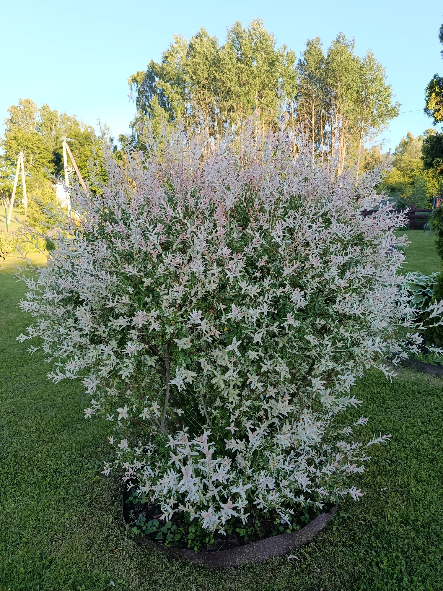 In the city of Мяжанскі сельскі Савет, Belarus, a variegated willow tree stands prominently on a well-maintained lawn. The tree exhibits a dense, bushy form with leaves displaying a mix of green, white, and pink variegation. It is planted within a dark, circular border, likely a raised planter or a protective ring. Behind the tree, a line of tall, slender trees with green foliage creates a natural backdrop against a clear blue sky. The surrounding area consists of a lush green grass lawn, with hints of other garden plants and a wooden fence visible in the background, suggesting a residential or park setting. The lighting indicates it is daytime, with sunlight illuminating the scene.