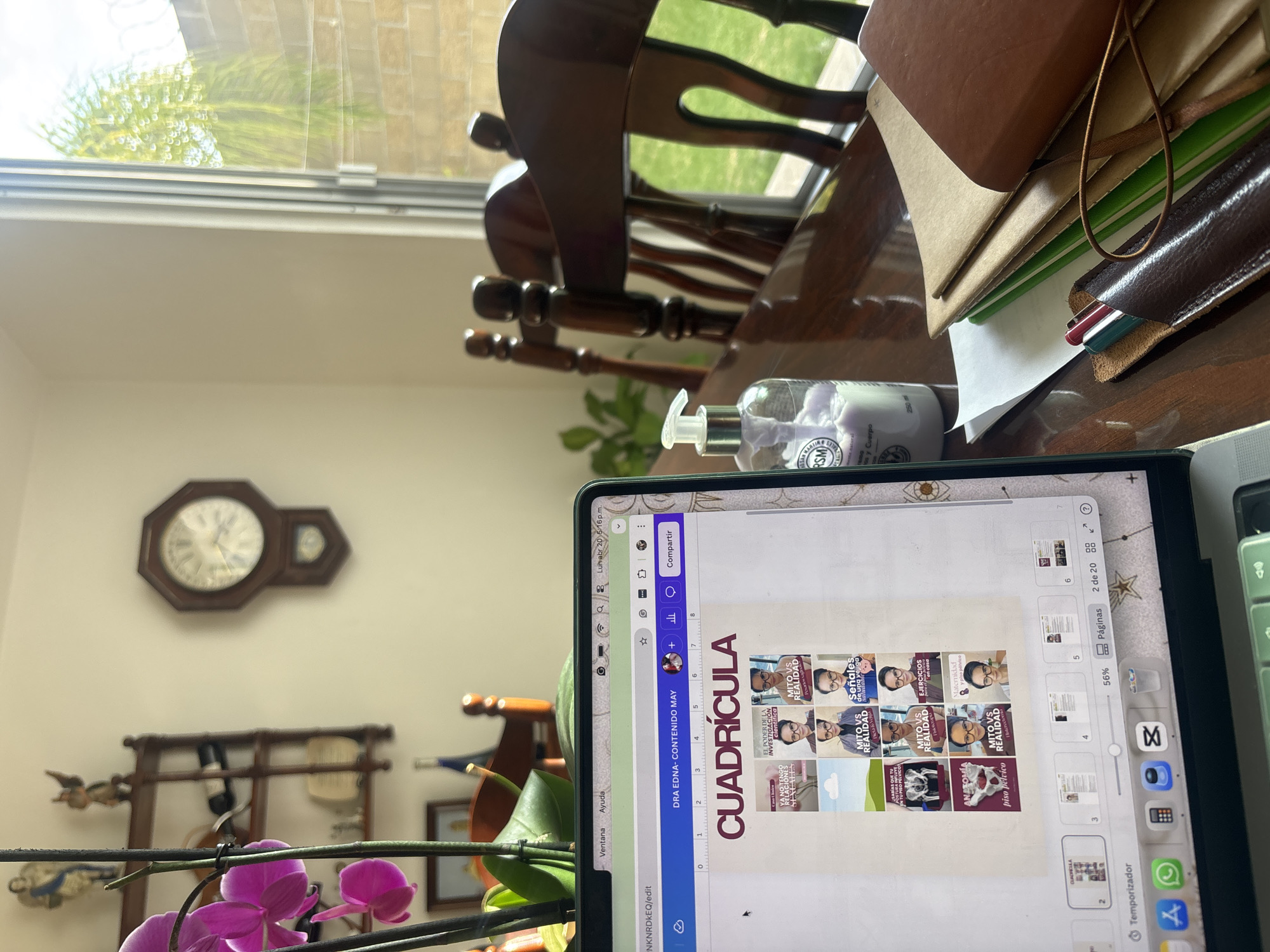 The image captures an indoor scene, likely a home or office, featuring a laptop on a polished wooden table. The laptop, possibly a MacBook, is open and displays a presentation or document in Spanish, titled "DRA EDNA-CONTENIDO MAY" (Dr. Edna - May Content) and "CUADRÍCULA" (Grid). The screen shows various segments with titles such as "MITO VS REALIDAD" (Myth vs Reality), "EL PODER DE LA INVESTIGACIÓN científica" (The Power of Scientific Research), "¿SABÍAS QUE TU PISO PELVICO..." (Did you know your pelvic floor...), "Señales de una vejiga...", "EJERCICIOS en casa", and "Maternidad". The laptop's status bar indicates the time as "Lun abr 20, 5:46 p.m." (Monday, April 20, 5:46 p.m.).
To the right of the laptop, a clear bottle of hand sanitizer with "ASAN MARTIN" and "RSM" visible on its label is placed on the table. Behind it, a stack of notebooks or binders, some with kraft paper covers and one with a green spine, are neatly piled. A brown leather pen holder containing red and green pens rests next to the notebooks.
The background features a large window offering a glimpse of lush green foliage and part of a light-colored brick wall, suggesting a sunny outdoor environment. Several dark wooden chairs with intricate designs are visible around the table. On the wall, an octagonal wooden pendulum clock with a white face is mounted. Below the clock, a wooden rack holds various decorative items, including what appear to be small figurines and possibly wine bottles. In the foreground, a vibrant purple orchid plant adds a touch of color to the scene. The overall setting suggests a comfortable and functional workspace within a domestic environment, with natural light illuminating the area. The Spanish text on the screen aligns with the context of Puebla, Mexico.