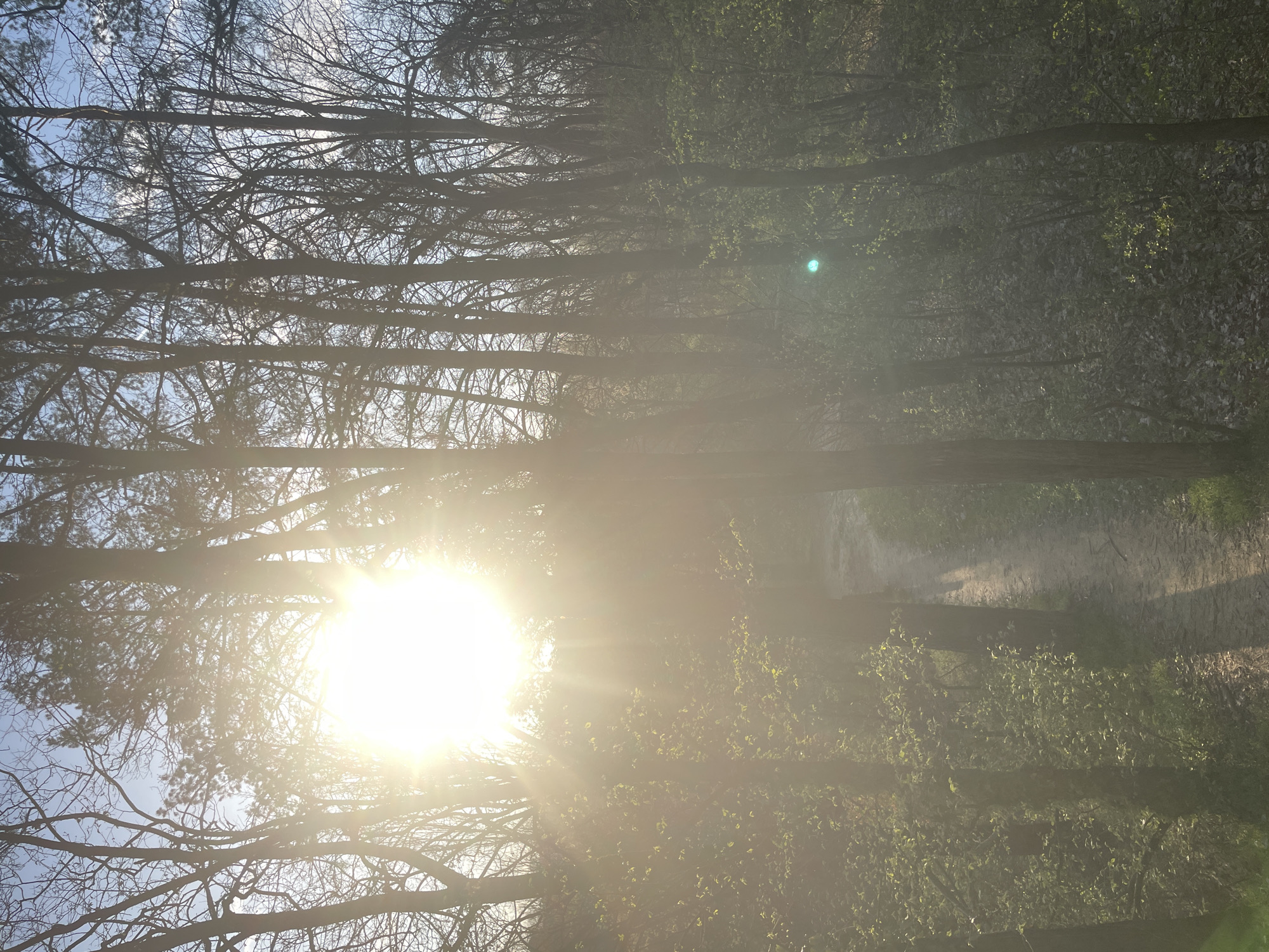 The image shows a wooded area, likely a forest or park, with a dirt path winding through it. The sun is shining brightly through the trees, creating a significant amount of glare and obscuring some details. Some of the trees have leaves, while others appear to be bare. Given the location in Sofia, Bulgaria, this could be a park or forest located on the outskirts of the city. Without further information, it is impossible to determine specific park.