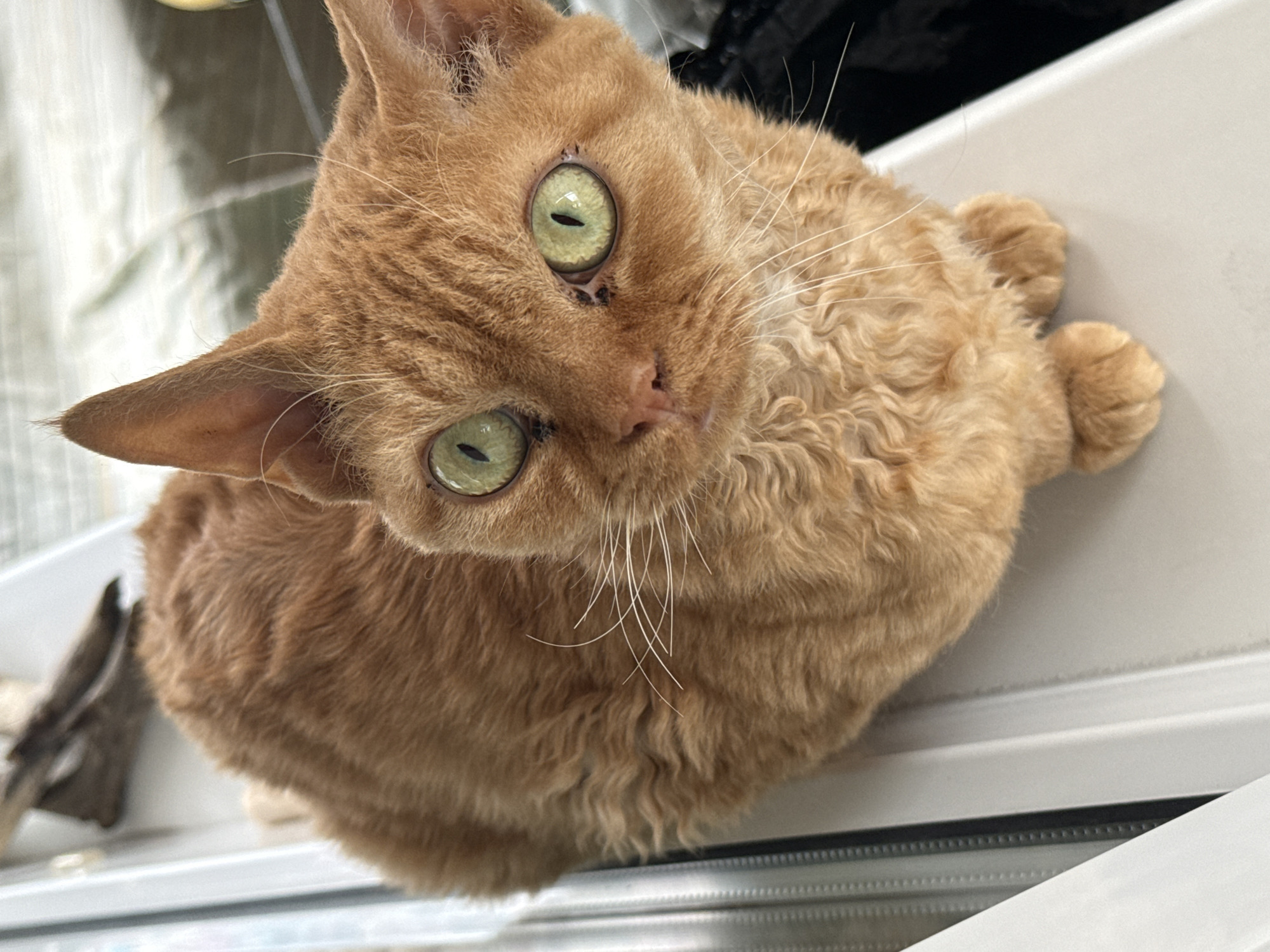 A high-angle, close-up shot depicts a light orange cat with curly fur. The cat has striking green eyes and numerous long, white whiskers. The cat is sitting on a white surface near a window with metallic, linear bars and a partially visible black object in the background. It is not possible to ascertain the location in the city of Krasnoyarsk, Russia, without additional visual or contextual information.