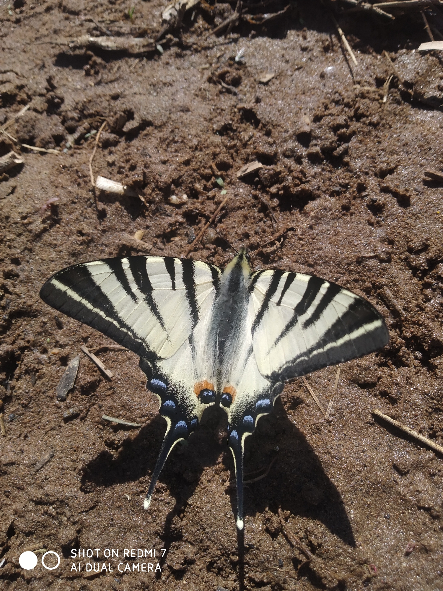 A butterfly, specifically an Old World Swallowtail (Papilio machaon), is resting on damp soil or mud. The butterfly displays a distinctive pattern of black stripes against a cream-colored background on its wings. It also has blue and orange markings near the base of its tail-like projections. The surface it rests on appears to be a mix of dirt, small clumps of soil, and scattered twigs. The photo has likely been taken on the ground in a natural environment. The location is Okhansk, Russia. The image also includes camera information, specifically "SHOT ON REDMI 7 AI DUAL CAMERA".