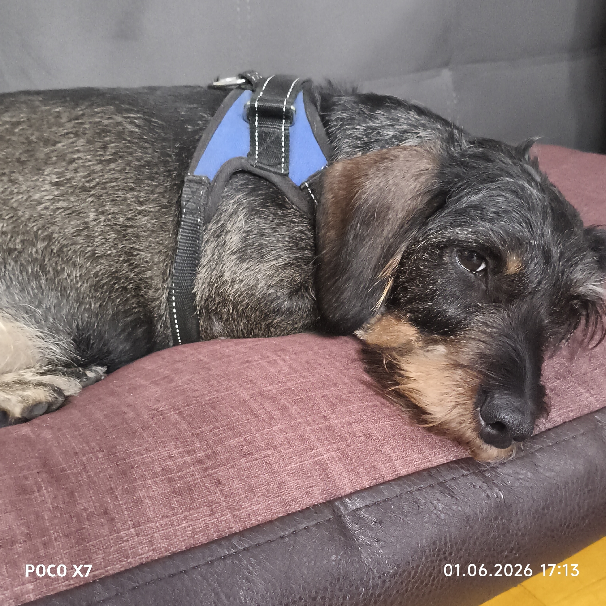 A wire-haired dachshund wearing a blue harness lies on a dark brown leather couch with a maroon cushion. The dog appears to be resting with its head on the cushion. The photo was taken with a POCO X7 camera on June 1, 2026, at 17:13. There is no specific indication in the image that places it in the city of Chaikovsky, Russia.