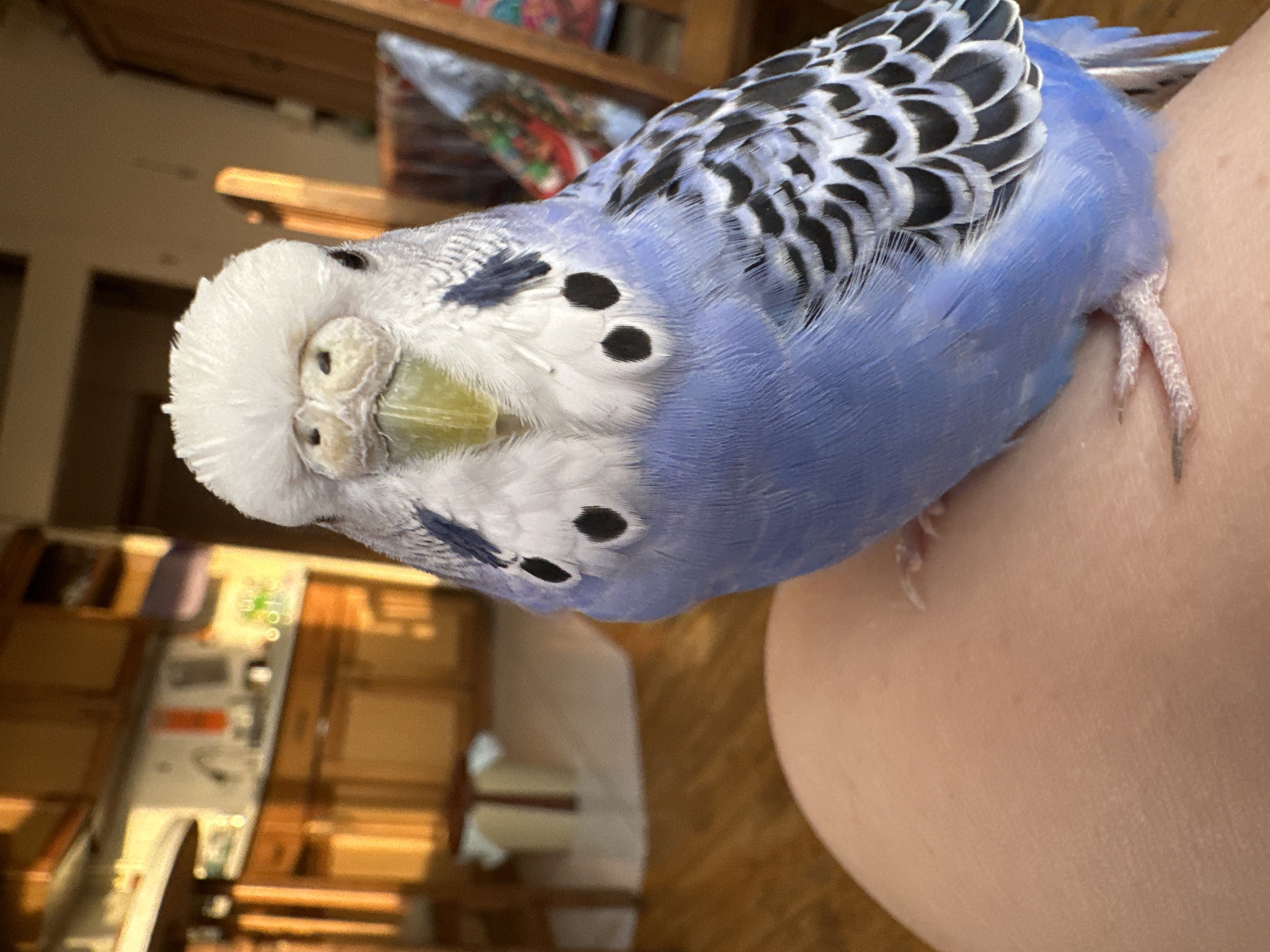 A blue and white budgerigar perches on a person's lap in a dimly lit room. The budgerigar is facing the camera, with its head tilted slightly. The background shows a kitchen area with wooden cabinets and countertops, bathed in warm, artificial light. The floor is a light-colored wood. The overall impression is one of a domestic indoor setting.