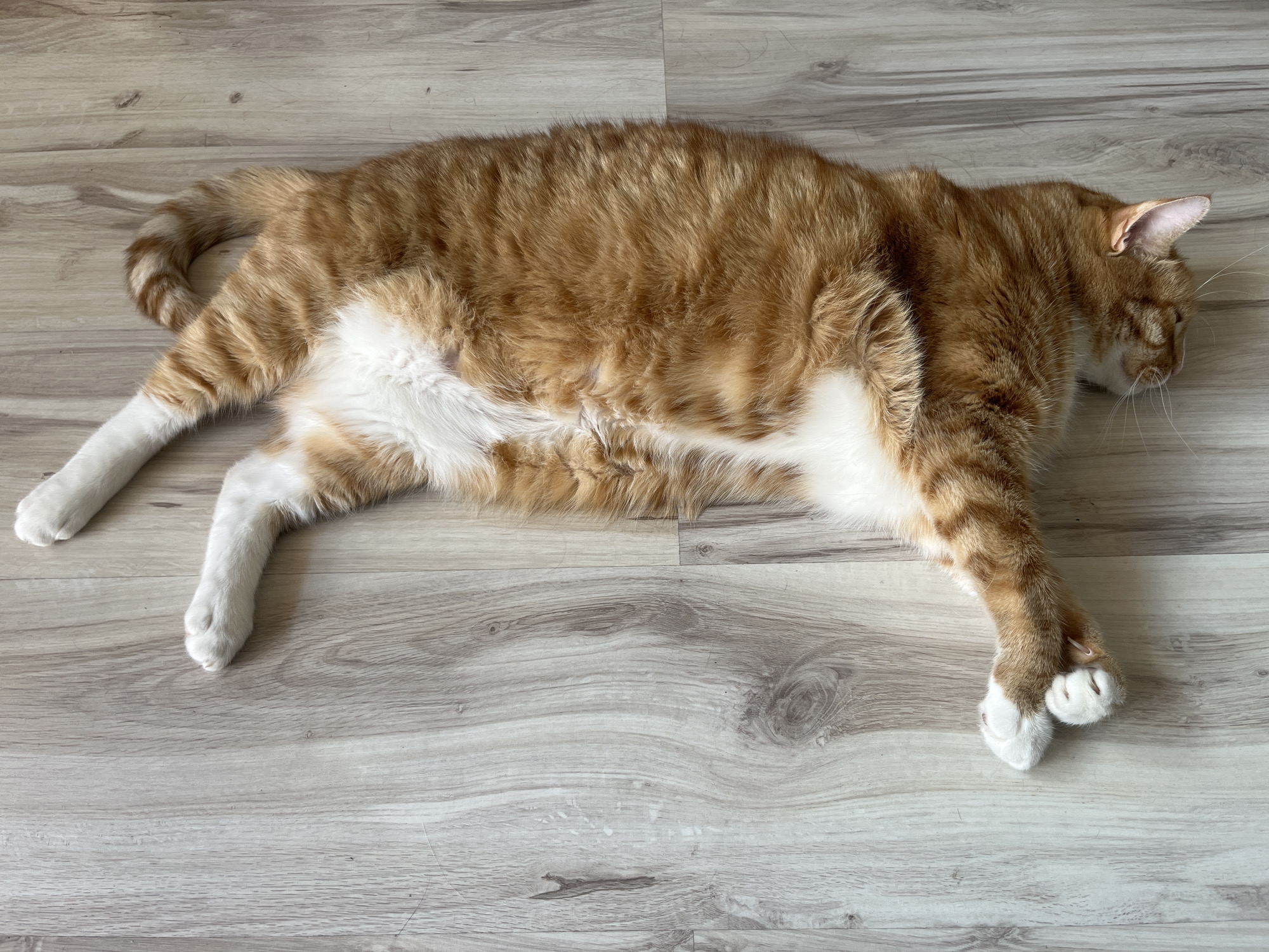 The media file shows an orange and white tabby cat lying stretched out on a light-colored wooden floor. The cat is facing to the right, with its head resting down and eyes closed, suggesting it is sleeping or resting. Its fur is a mix of orange and white, with distinct tabby stripes on its back and tail. The cat's paws are white, and its legs are extended. The floor appears to be laminate or wood flooring with a light wood grain pattern. Sunlight seems to be casting a shadow on the left side of the cat, indicating it is daytime. There is no visible text in the image. The setting is an indoor space, likely a home, given the flooring. The overall mood is peaceful and relaxed.