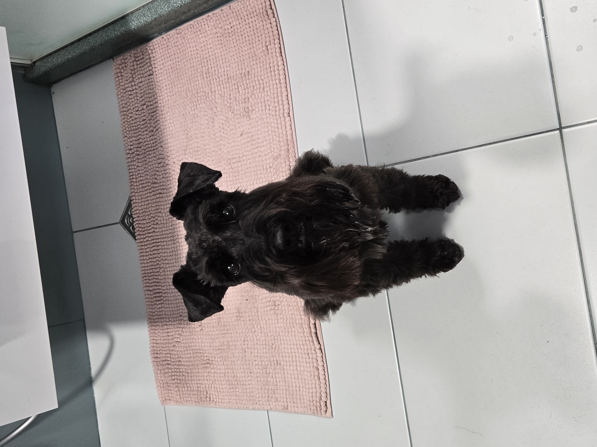 A black schnauzer dog is sitting on a pink bath mat in a bathroom. The bathroom has white tile flooring. The dog is facing upwards. The dog appears to be looking at the viewer. A white object is on the lower left side of the scene. The location is unknown.