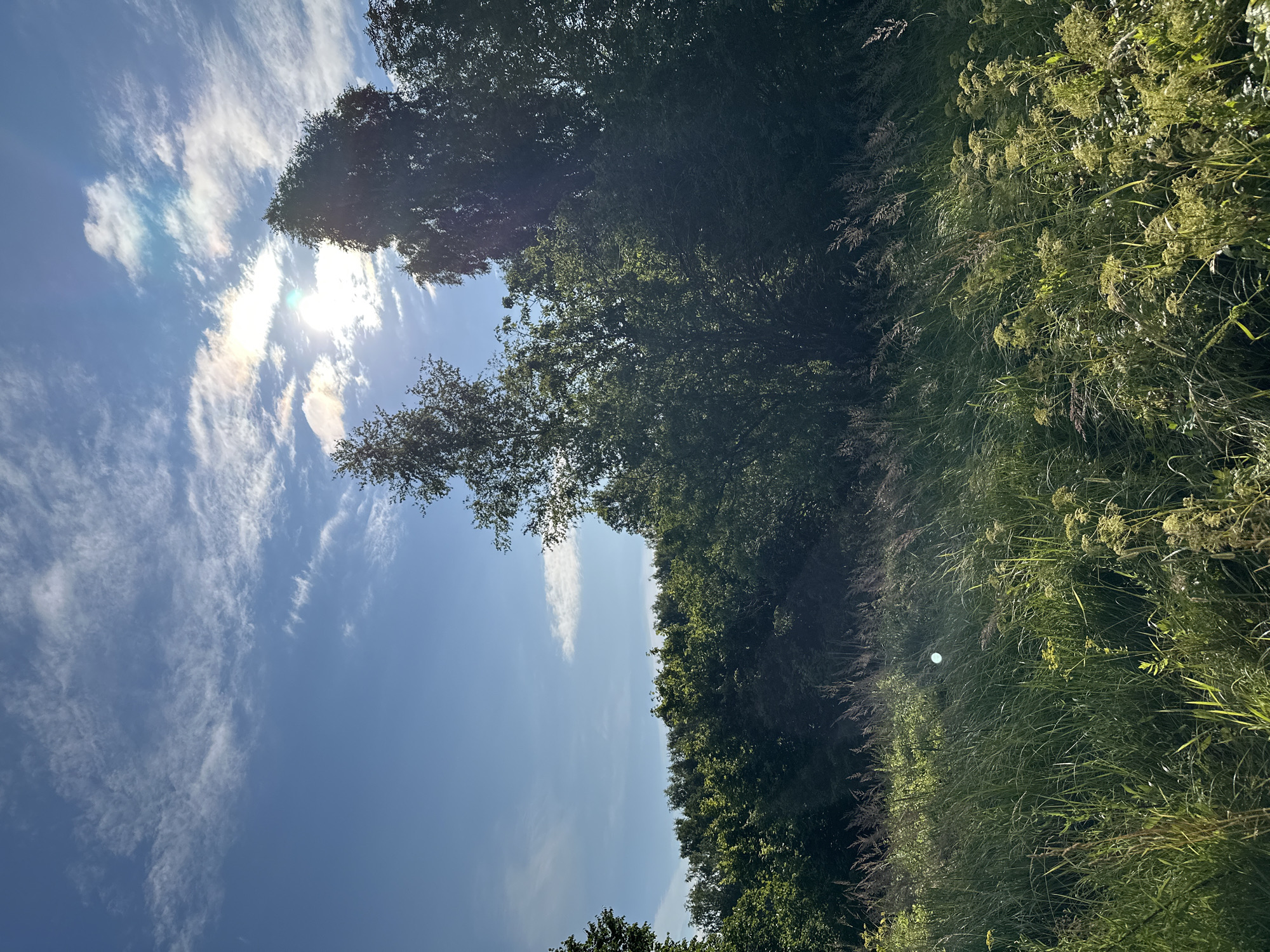 The image depicts a sunlit meadow adjacent to a dense line of trees, with a bright blue sky overhead dotted with wispy white clouds. The sun is partially obscured by clouds and trees, creating lens flare and streaks of light in the upper right portion of the frame. Tall grasses and wildflowers dominate the foreground, swaying gently in what appears to be a breeze. A bright, circular reflection, possibly from a camera lens or a dewdrop, is visible in the mid-ground of the grassy area. The overall scene suggests a natural, undeveloped landscape, consistent with the outskirts or rural areas surrounding Slantsy, Russia. No people or specific structures are visible in the image.