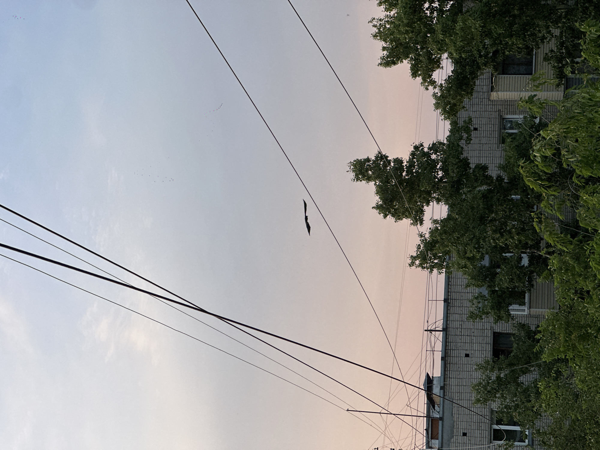 The image depicts an outdoor scene in Biysk, Russia, likely during dusk. The sky transitions from a pale blue on the left to a soft pinkish hue on the right, suggesting the setting sun. Several dark power lines crisscross the frame diagonally, some taut and others appearing to sag. In the middle of the frame, a bird is captured mid-flight, its wings outstretched.
To the right of the power lines, the side of a multi-story apartment building is visible, constructed from light-colored brick. Lush green trees with dense foliage frame the building and extend towards the sky, obscuring parts of the structure. Several windows are visible on the building's facade.
In the upper left portion of the sky, a small flock of birds is discernible, appearing as tiny dark specks against the sky. The overall atmosphere is tranquil, with the natural elements of the sky and trees contrasting with the man-made structures of the building and power lines. There is no visible text in the image.