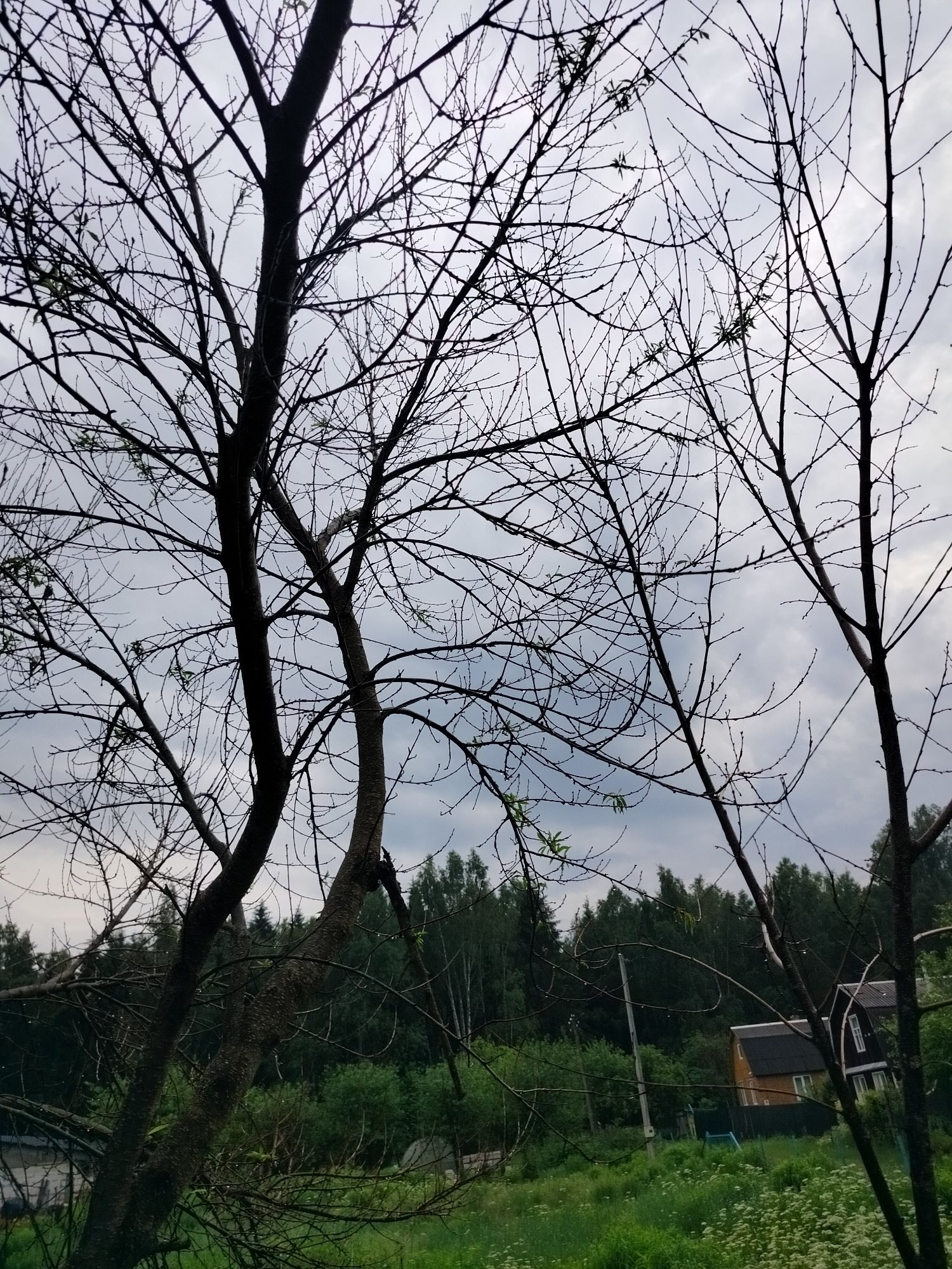 The image depicts an outdoor scene during daylight, likely in a rural area of Дзешчанскі сельскі Савет, Belarus. The foreground is dominated by the silhouetted branches of several trees against an overcast sky. The trees appear to be deciduous and are either leafless or have very sparse new growth. In the midground, a dense line of coniferous trees forms a dark backdrop. Beyond the trees, two residential buildings are visible. One is a light-colored house with a dark roof, and the other is a darker house with white trim and a dark roof. A tall, thin utility pole stands to the left of the houses. The ground in the midground and foreground is covered in lush green grass and wild flowers. The overall impression is one of a natural, somewhat wild landscape with human habitation present. There are no people or animals visible in the image.