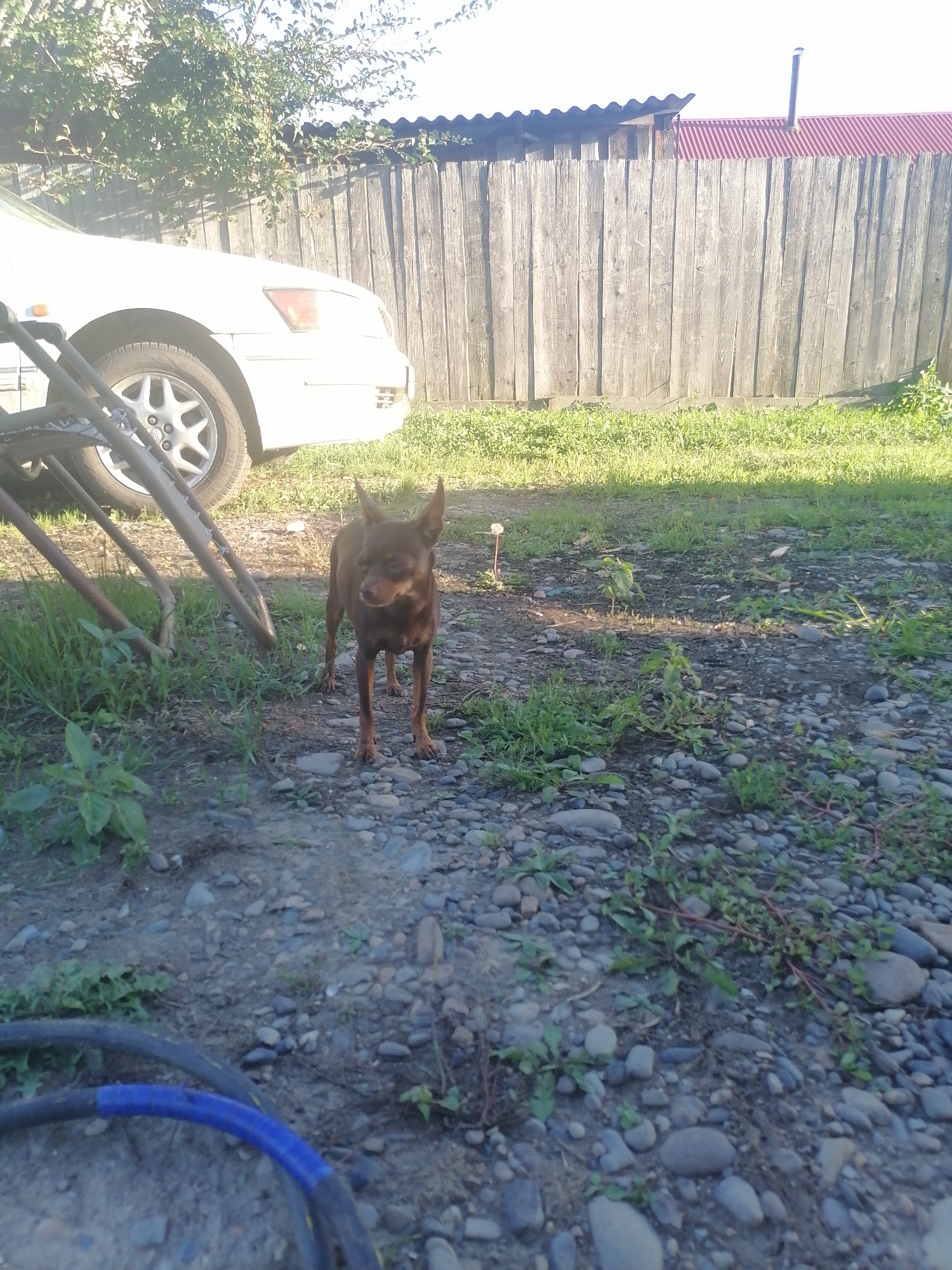 In Novopokrovka, Russia, a small, brown dog stands on a gravelly surface. The dog is facing the camera and appears to be a Miniature Pinscher. Behind the dog, a portion of a white car is visible, along with a section of a weathered wooden fence that runs horizontally across the background. The fence is made of vertical wooden planks and has a corrugated metal roof. Green grass and small plants are scattered throughout the scene. A metallic structure, possibly part of a vehicle or outdoor equipment, is also present to the left of the dog. The lighting suggests it is daytime, with sunlight casting shadows. The overall environment appears to be an outdoor, possibly rural or suburban, setting.