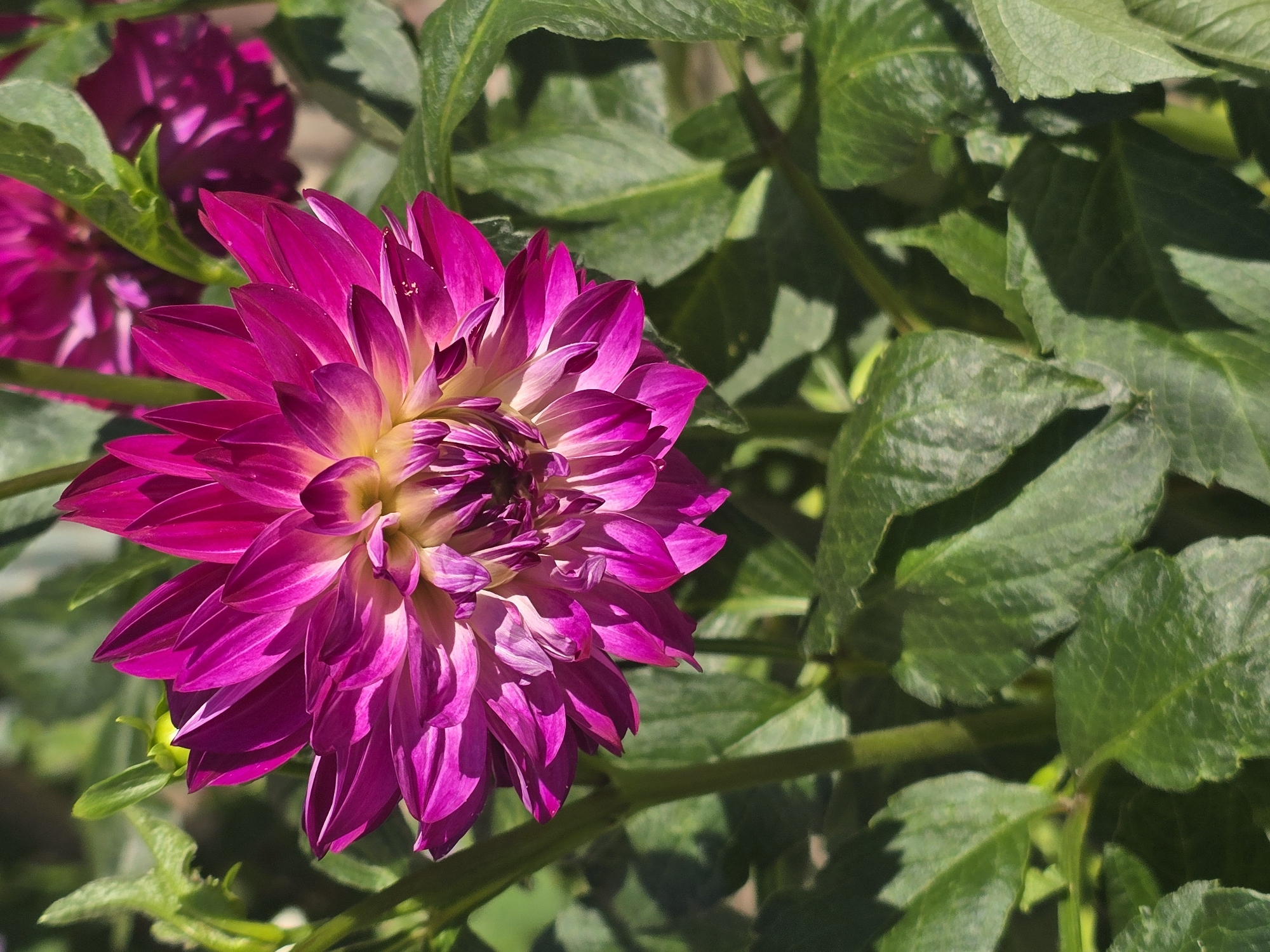 A close-up, eye-level shot captures a vibrant, fuchsia dahlia flower in full bloom, dominating the center of the frame. The petals, pointed and layered, transition from a deep fuchsia at their tips to a pale yellow-green near the center of the bloom. Sunlight illuminates the flower, casting soft shadows and highlighting the delicate texture of the petals.
The dahlia is surrounded by lush, green foliage. The leaves are broad and textured, with some showing visible veins. The stems are thick and green, supporting the weight of the flower. In the background, another dahlia, a darker shade of fuchsia, is slightly out of focus, suggesting a garden setting.
The overall impression is one of natural beauty and vibrant color, likely captured during daylight hours in an outdoor setting. The image appears to be a still photograph, with no visible movement or action. The specific location in Vyshneve, Ukraine, is not visually indicated by any landmarks or identifying features within the photograph itself.