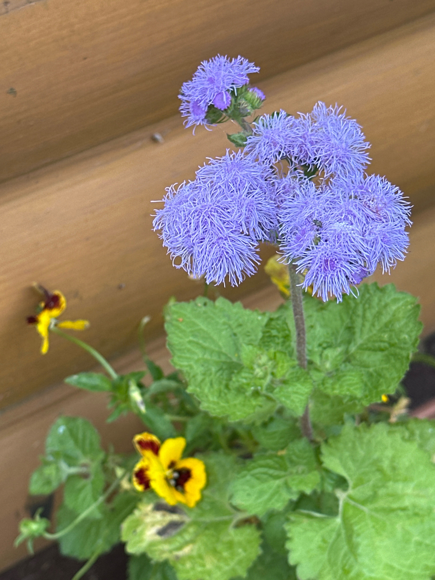 In an outdoor setting, likely a garden or balcony, against a backdrop of weathered wooden planks, a cluster of delicate lavender-blue flowers with a fluffy, thread-like texture dominates the frame. These flowers, appearing to be Ageratum, are the primary subject. To the left and lower, a small, vibrant yellow flower with a deep burgundy center, possibly a pansy or viola, adds a contrasting splash of color. The plant supporting these flowers has broad, textured green leaves. A tiny black insect is visible on one of the lavender blossoms. The overall impression is one of a close-up shot focusing on the intricate details of these blooming plants. The location within Калодзішчанскі сельскі Савет, Belarus, is not discernible from the visual information alone.