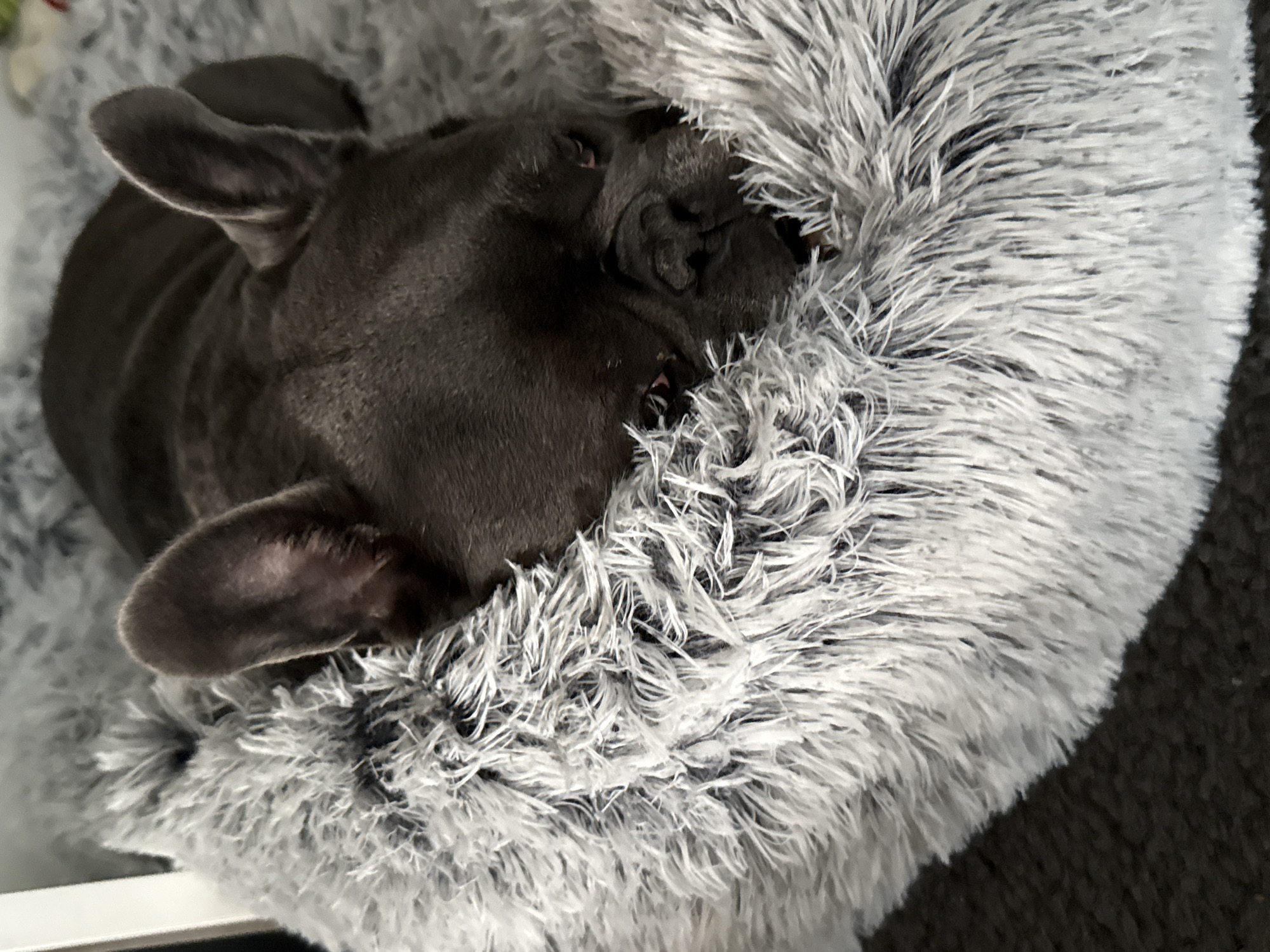 A dark gray French bulldog is sleeping on a fluffy gray dog bed. The dog's head is tucked into the bed, with its ears and face partially obscured by the soft material. The dog bed is placed on a dark gray carpeted floor, with a sliver of a white object, possibly furniture, visible in the top left corner. The lighting is dim, suggesting an indoor setting.