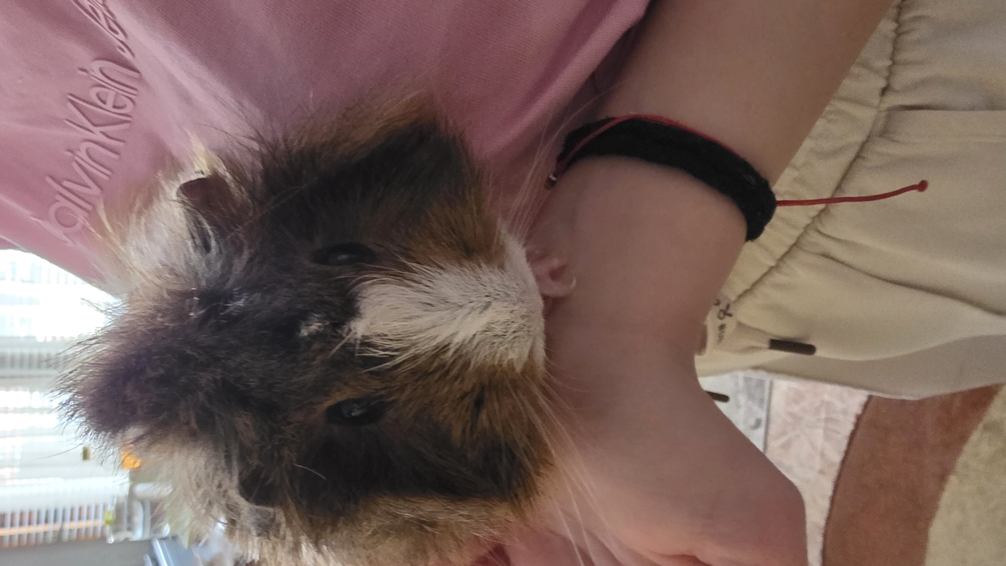 A guinea pig, largely brown and white in coloration, is being held against a person's chest. The person is wearing a pink Calvin Klein shirt and light-colored drawstring pants. The person has a black bracelet with a red thread on their left wrist. The surrounding environment includes a floor with a patterned rug. No information indicates this image was taken in Blagoevgrad, Bulgaria.