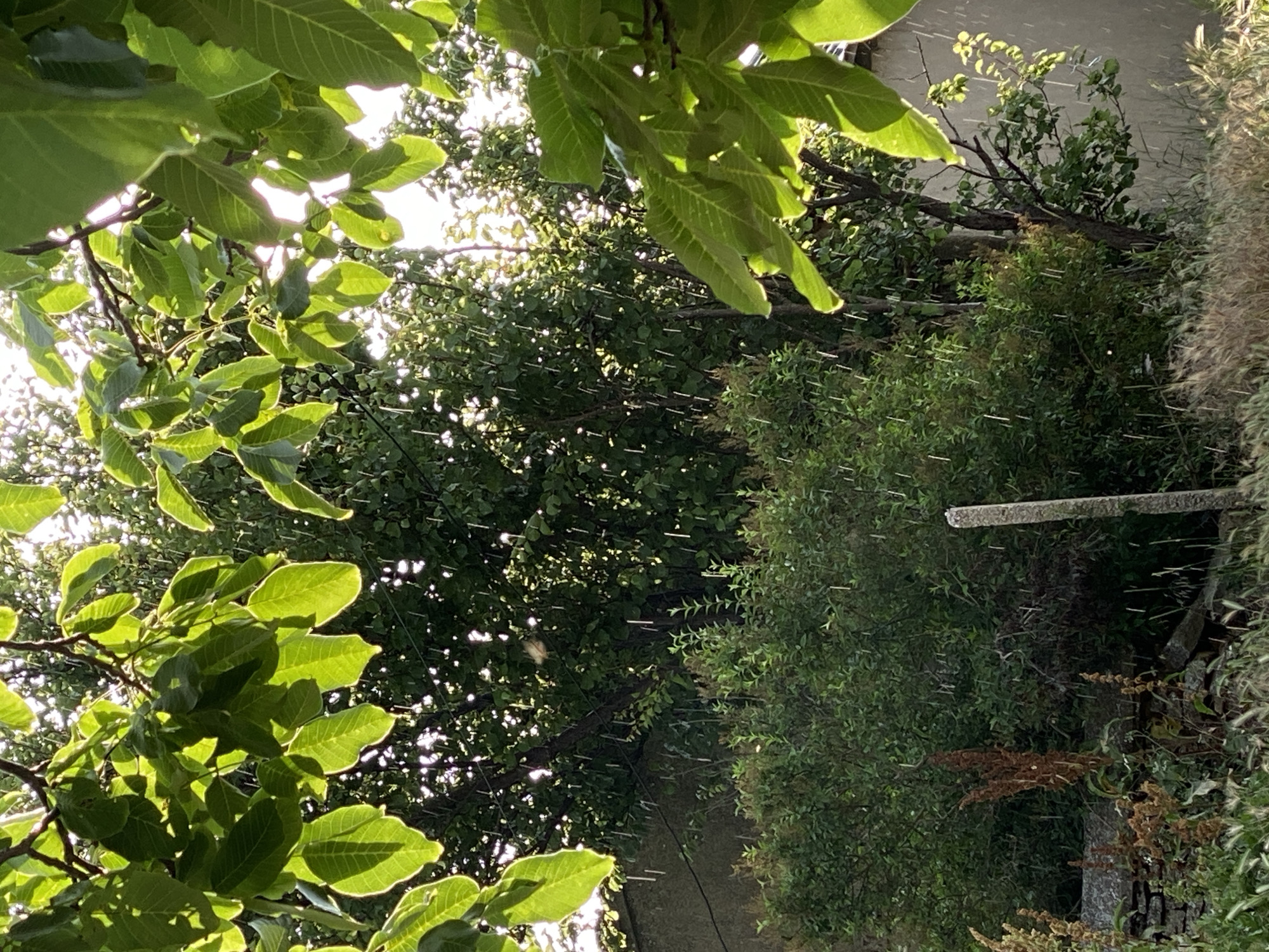 The image depicts an outdoor scene in Cairaclia, Moldova, characterized by falling rain amidst lush greenery. The foreground is dominated by the branches and leaves of a walnut tree, with sunlight filtering through the leaves and casting dappled shadows. In the mid-ground, a dense bush and trees with dark green foliage are visible. Vertical streaks of rain are clearly discernible against the backdrop of these plants and the bright sky. The background includes a light-colored wall on the right and a similar structure on the left, suggesting a residential or rural setting. A gray, rough-textured concrete post stands in the middle ground, partially obscured by the vegetation. The lower portion of the image reveals dry grass and some brown, dried plant stalks, contrasting with the wet, verdant foliage. The overall impression is that of a sunshower, where rain falls while the sun is still shining. No people or animals are present in the frame.