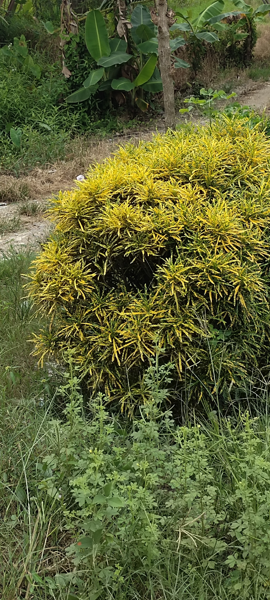 In Bintanghu, Indonesia, a dense, bushy plant with vibrant yellow and green variegated leaves dominates the foreground. The plant is lush and full, with narrow, pointed leaves clustered densely together. It is surrounded by various types of green foliage, including tall grasses and smaller leafy plants. In the background, the leaves of what appear to be banana trees are visible, along with a thin, greyish tree trunk and dry, straw-like vegetation. The ground in the upper background seems to be a pathway or disturbed earth, with some scattered white debris. The lighting suggests it is daytime, with the sun highlighting the yellow hues of the main plant.