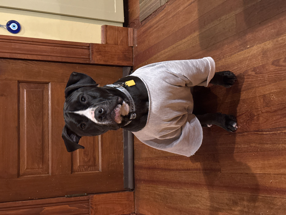 A black and white dog, likely a pit bull or mixed breed, is captured lying on a polished wooden floor. The dog has black fur with a distinct white blaze down its snout and forehead, a white chest, and white markings on its paws. It is wearing a light gray, long-sleeved shirt. A light-colored collar with a yellow tag is visible around its neck, showing partial text that appears to be "TCHOUR".
The dog looks directly at the camera with wide, attentive eyes. Its mouth is slightly open, with a portion of its tongue playfully sticking out to the side, giving it a curious or goofy expression.
The setting is indoors, characteristic of a home in Atlanta, United States. To the left of the dog, a vertical wooden door with paneled sections is visible. The floor is made of warm, reddish-brown hardwood. Above the door, a light yellow wall meets a matching wooden trim. A small, round blue evil eye charm is attached to this trim in the upper left corner of the frame. The lighting in the image appears artificial, suggesting the photograph was taken during the evening or night.