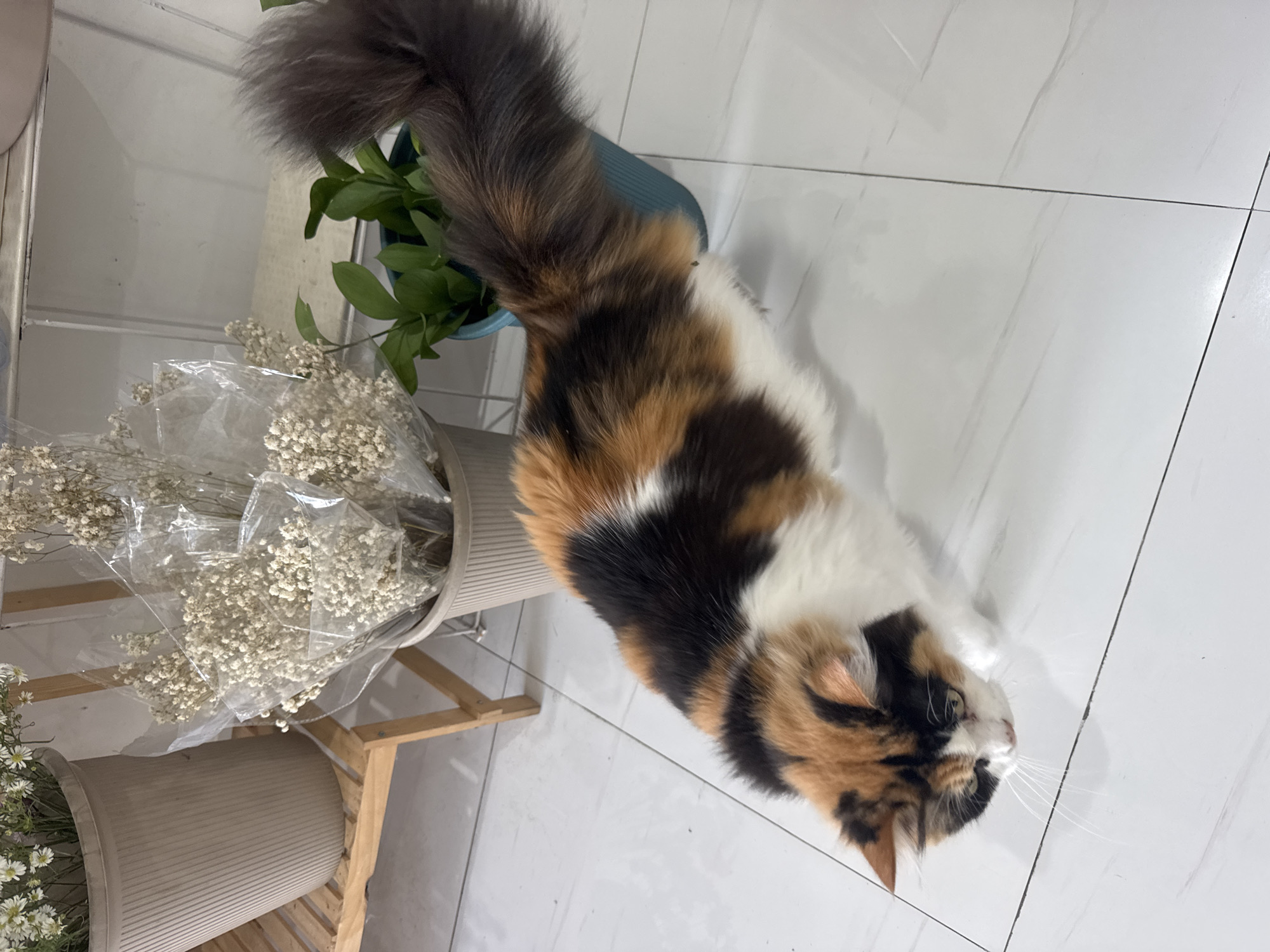 A tortoiseshell cat with long fur and a bushy tail stands on a tiled floor. The cat is facing the left side of the frame and is looking down. To the left of the cat are two potted plants, one with white flowers and another with green leaves. The background is a white wall with some shelves. The scene appears to be indoors, likely in a home or shop. The image does not contain any elements that would suggest a specific location in Kuta Selatan, Indonesia.