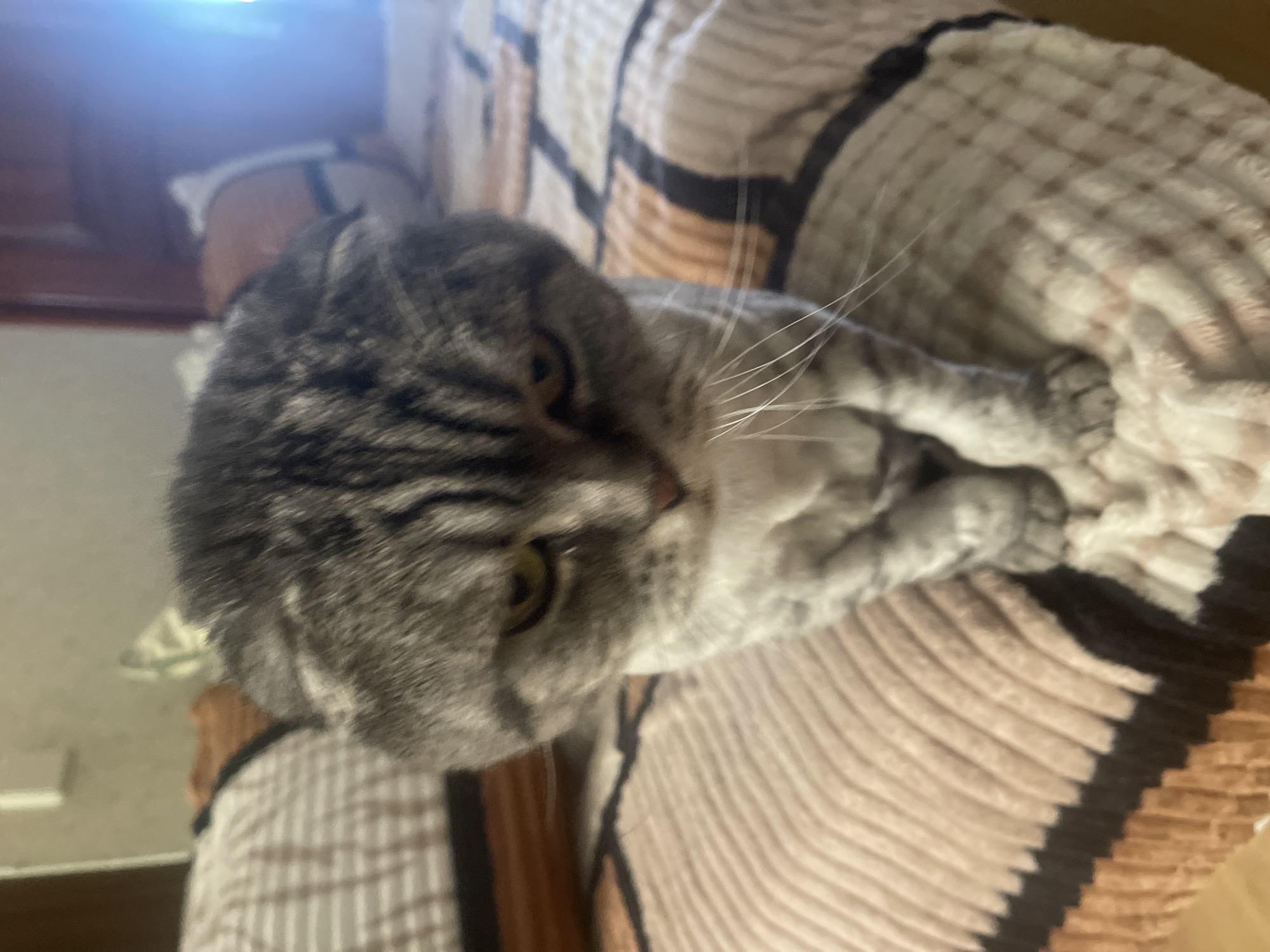 An overhead, medium shot shows a tabby cat sitting on a bed. The cat is facing forward, with its head down, and its eyes are looking forward. The cat's fur is grey and black, and it has white whiskers. The bed is covered in a pink and white patterned blanket. The background is blurred, but it appears to be a room with a wooden headboard.