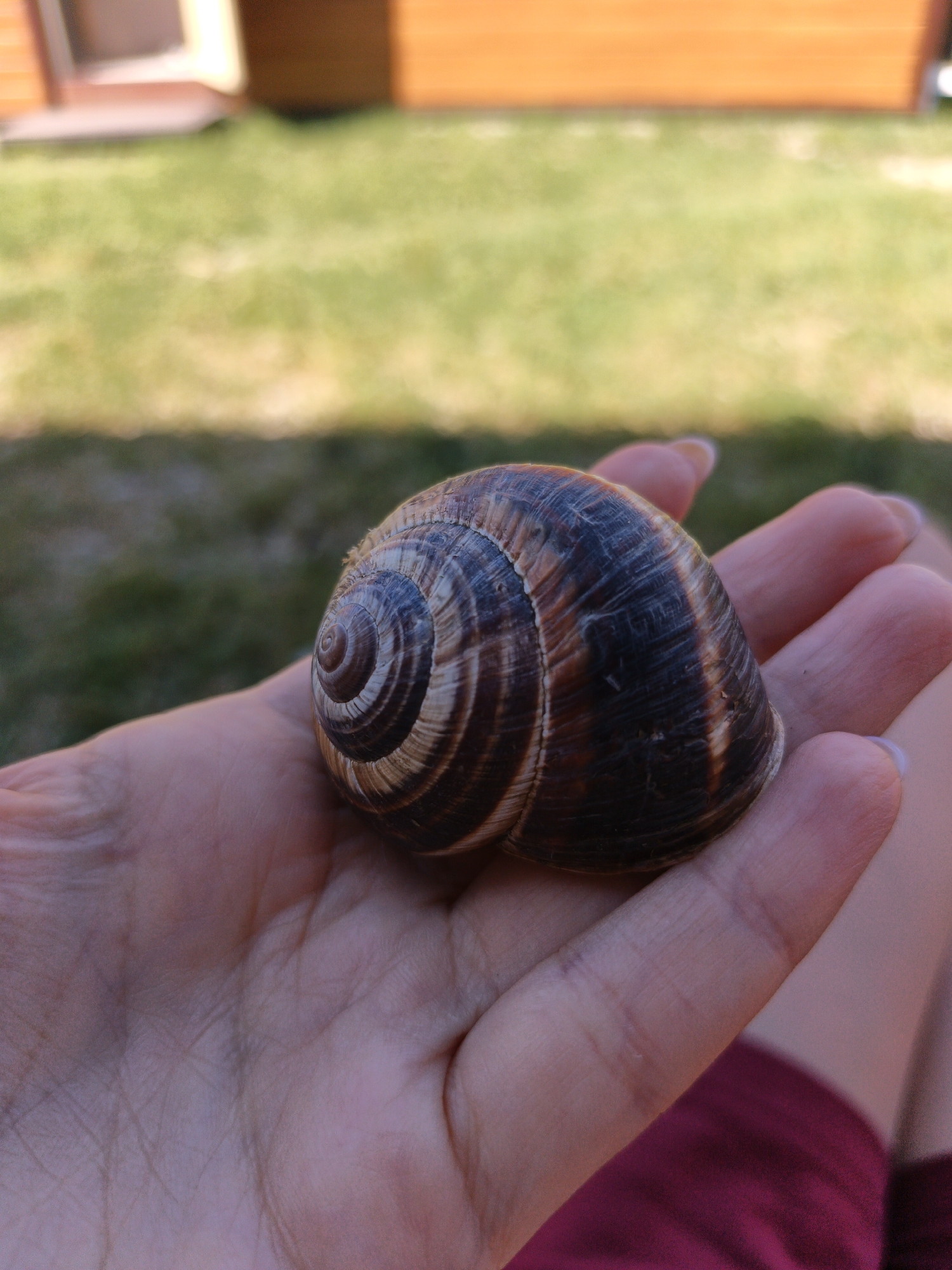 A snail shell rests in a person's open palm. The shell is brown with spiral markings. The person's hand is light-skinned with clean, manicured fingernails. The background is a blurred outdoor scene with green grass and wooden structures, suggesting a garden or yard in Pshada, Russia. The image is a close-up shot, focusing on the snail shell and hand.