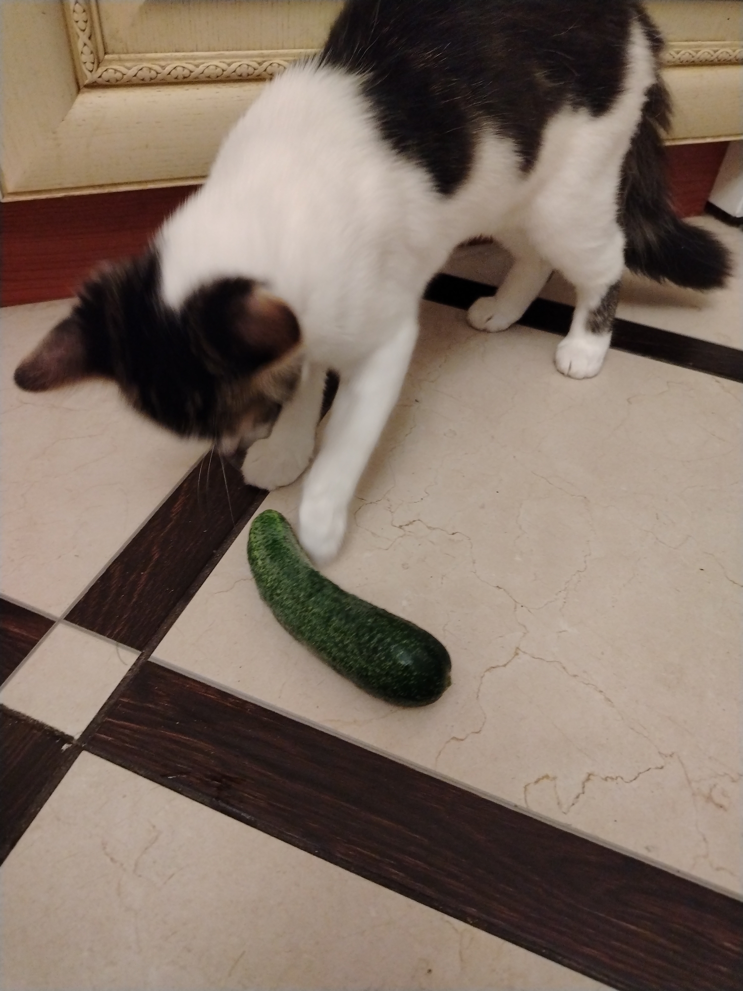 A black and white cat with a short tail is sniffing a cucumber on a tiled floor in a room that appears to be a kitchen. The cat is in the foreground, and the cucumber is to its right. The floor is tiled with a beige and brown checkerboard pattern. A piece of furniture with decorative carvings is visible in the background. The scene suggests a domestic setting, possibly in a home located in the city of Рахманово, Russia.