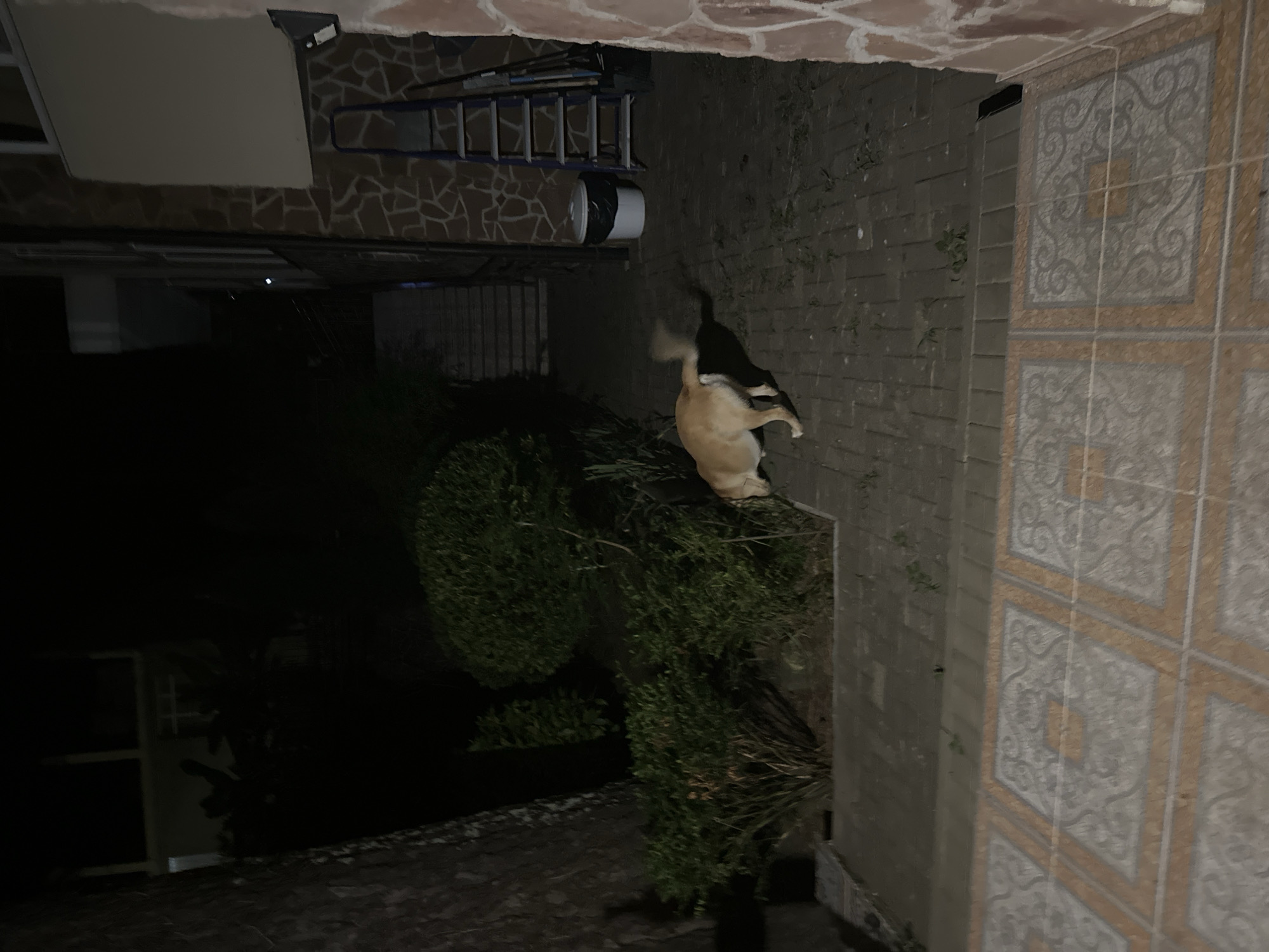 The image depicts a nighttime scene in Sochi, Russia. A light-colored dog is sniffing the ground in a paved courtyard. In the background, there are bushes, a stone wall, a ladder leaning against a building, and a white trash bin. The lighting suggests artificial illumination from an unseen source.