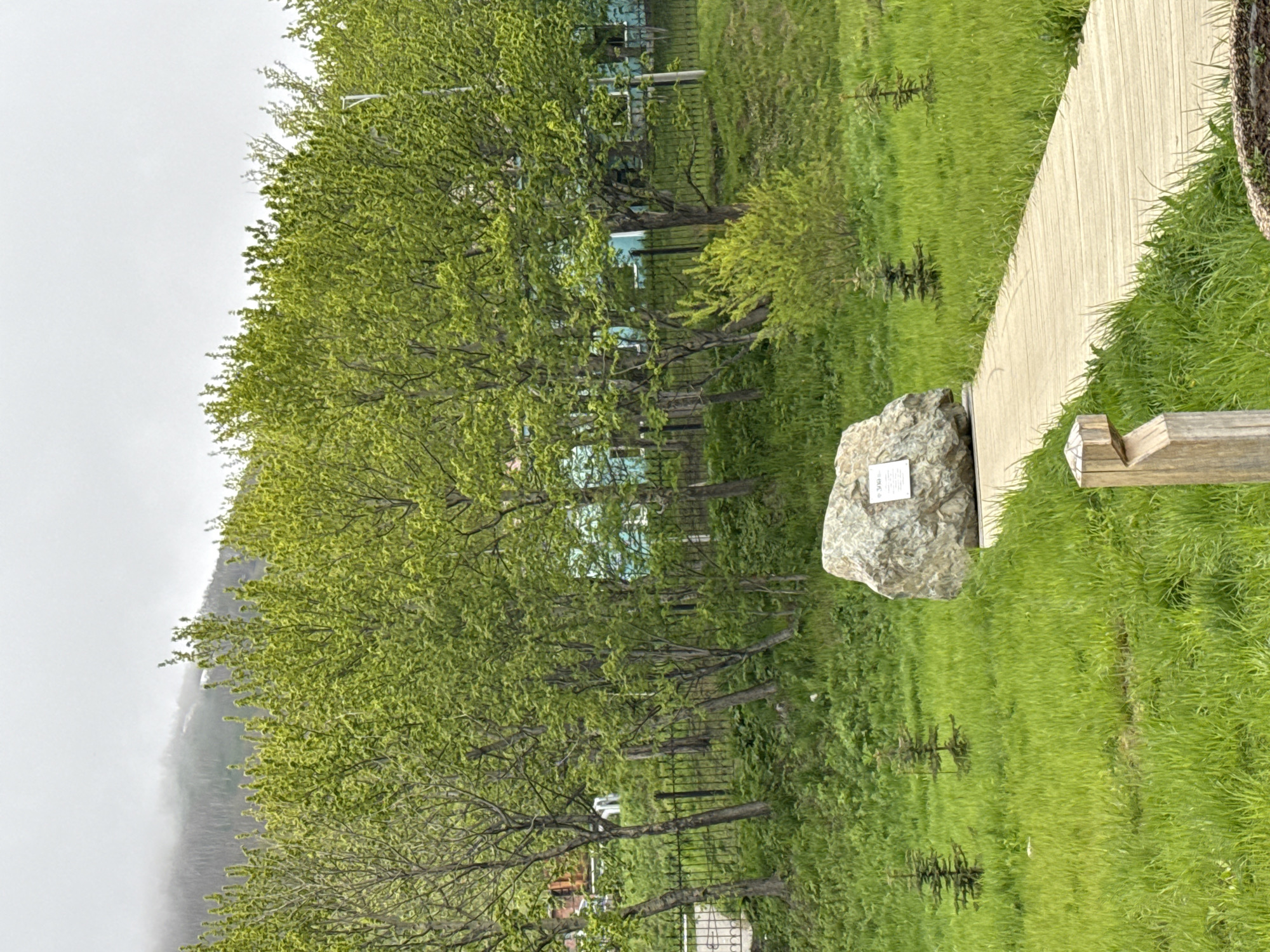 The image depicts an outdoor scene in a park-like setting, possibly in Petropavlovsk-Kamchatsky, Russia. A wooden boardwalk curves through a grassy area with several young evergreen trees. To the left of the boardwalk, a large, light-colored boulder with a sign attached sits prominently. In the background, a row of deciduous trees with vibrant green leaves forms a dense line, behind which a black metal fence is visible. Beyond the trees, a muted, light-blue building with some visible windows can be seen. Further in the background, a hazy, mist-covered mountain range looms under an overcast sky. The overall environment suggests a temperate climate during spring or early summer, with lush green vegetation dominating the landscape. There are no people visible in the image.