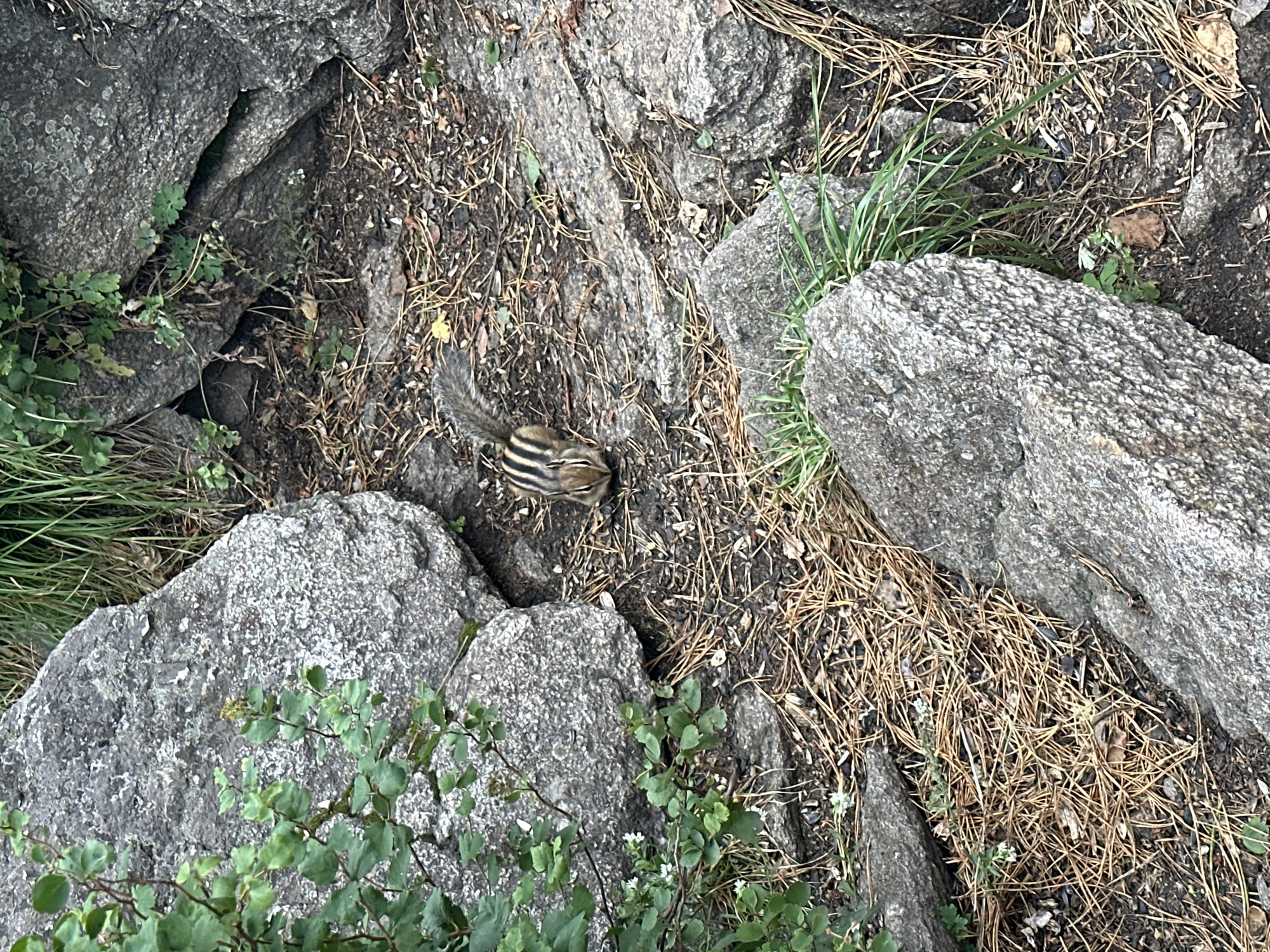 A chipmunk is foraging on the ground amidst rocks and pine needles. The scene appears to be in a natural outdoor environment. The chipmunk is small with characteristic striped fur. The surrounding area consists of various sized gray rocks, dry pine needles, and some green foliage. The lighting suggests it is daytime. No people or other animals are visible in the frame. The location is stated to be in Belokurikha, Russia.