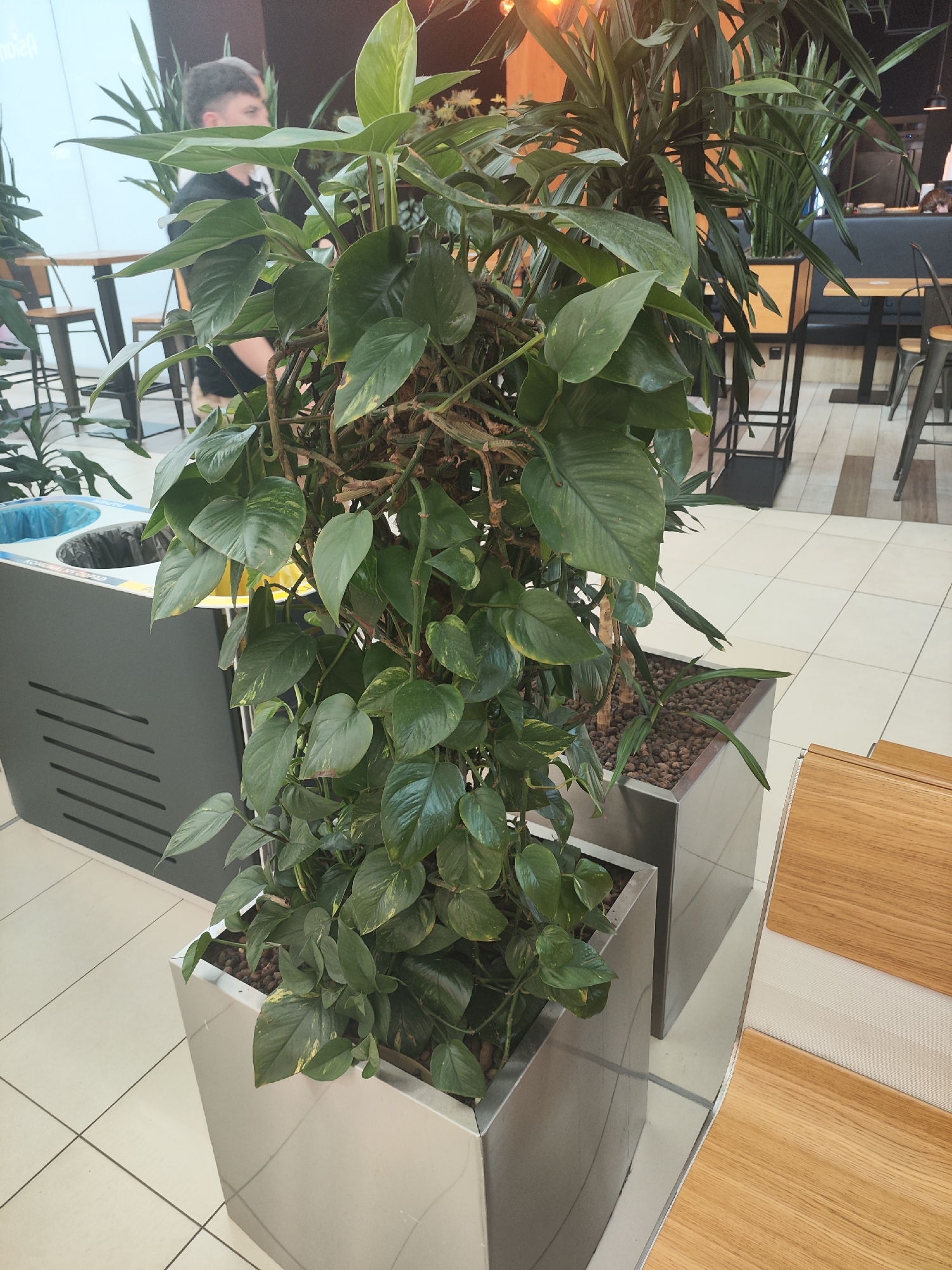 The image shows an indoor scene with large potted plants in the foreground. The main subject is a lush green plant with heart-shaped leaves, possibly a Pothos, in a sleek, metallic planter. Behind it, another tall plant with elongated leaves is visible in a wooden planter.
To the left of the plants, there is a modern, grey recycling bin with compartments. A person, seen from the side and partially obscured by the plants, is standing near the bin. They have short, dark hair with some lighter streaks and are wearing a dark t-shirt.
The background reveals a seating area, likely in a cafe or restaurant, with wooden tables and chairs. The flooring is tiled in a light color. The lighting suggests it is daytime, with natural light likely filtering in from an unseen source. There is no indication of weather.
Visible text on the recycling bin includes "KOMUNALNY ODPAD" which translates from Polish to "Municipal waste". The overall impression is a clean, modern indoor space decorated with greenery.