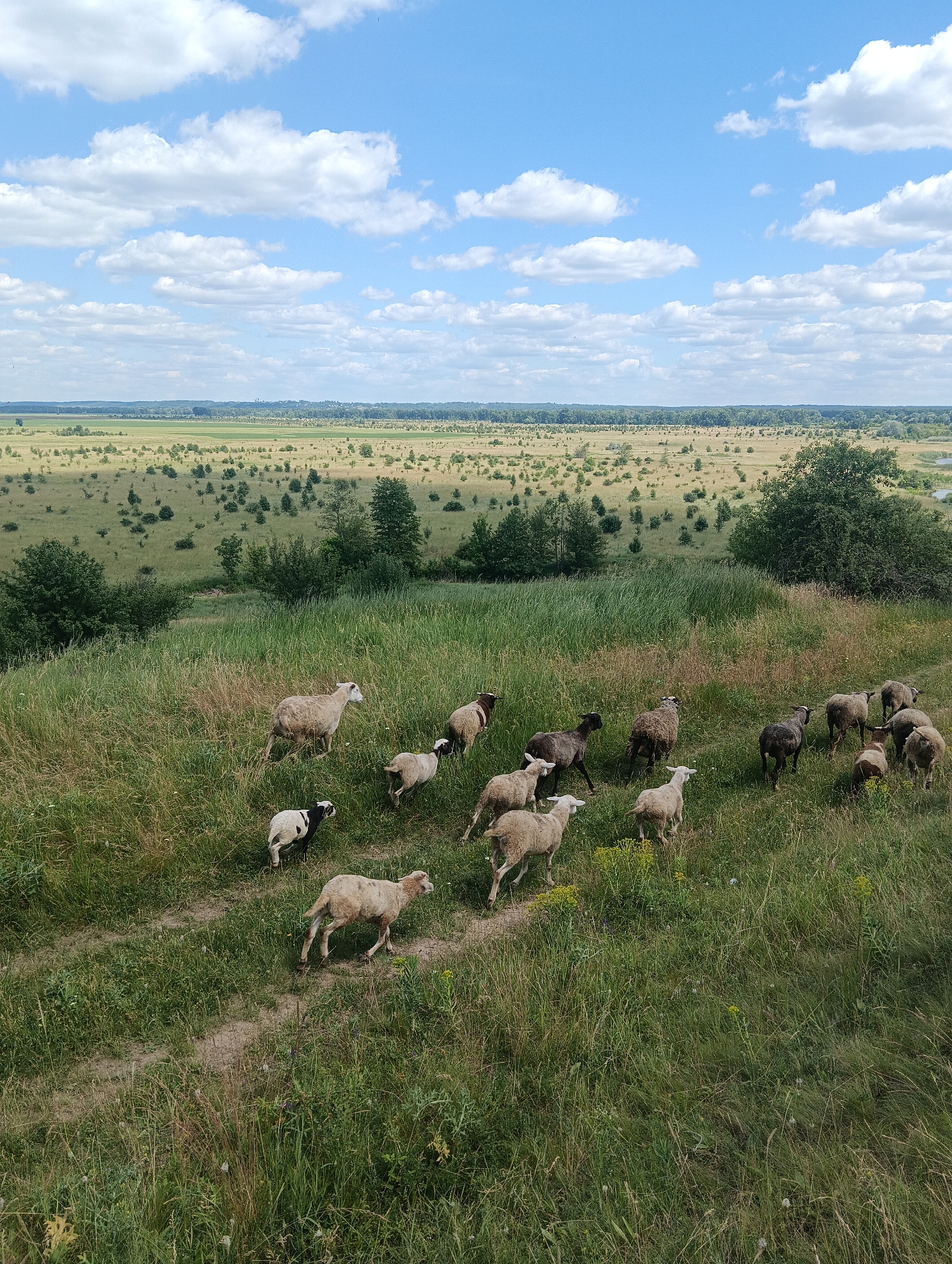 A flock of sheep is grazing on a grassy hill overlooking a vast, flat landscape under a partly cloudy blue sky. The sheep are of various colors, including white, brown, and black and white. Some sheep are walking, while others are standing still. The hill is covered in tall green grass, with some dry patches and yellow wildflowers. The landscape in the distance is a mosaic of fields, scattered trees, and a winding river. The scene suggests a rural, pastoral setting.