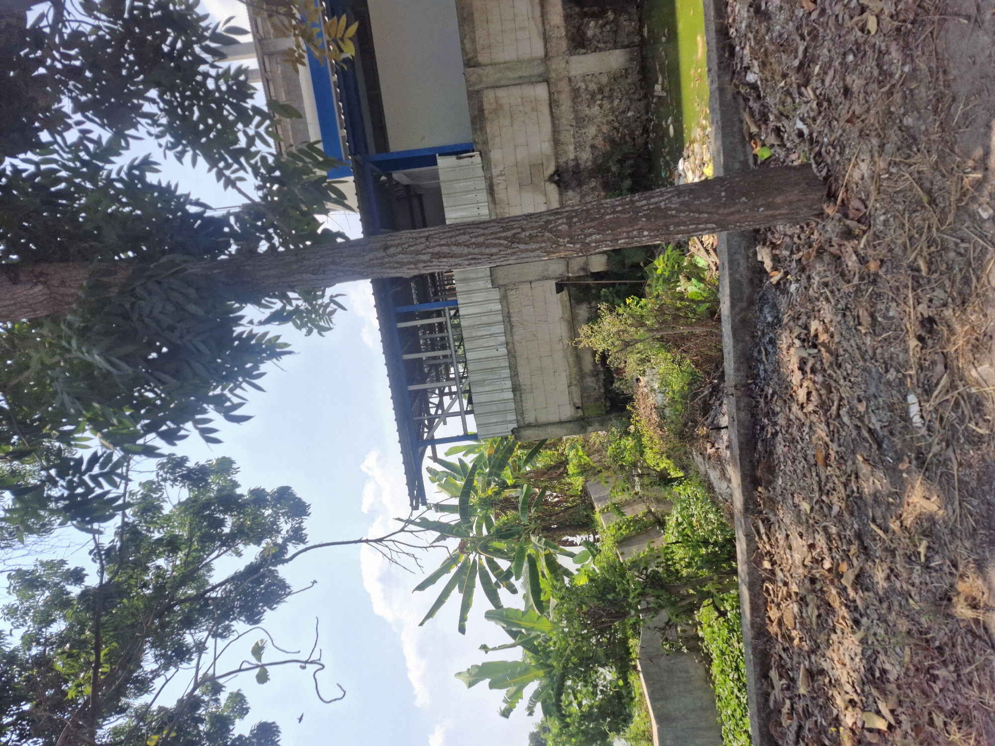 The image shows a partly obscured view of an outdoor scene, likely in Brangsi, Indonesia, under a clear, blue sky with scattered white clouds. In the foreground, a large tree trunk with rough, brown bark stands prominently. The ground is covered with dry, fallen leaves and debris, with some sparse vegetation. Behind the tree, a concrete wall forms a boundary, and beyond that, lush green banana trees and other dense foliage are visible. The wall overlooks a body of murky, green water, which appears to have some trash floating on its surface. In the background, a building structure with a blue and white roof and a corrugated metal facade is visible. The overall scene suggests a somewhat neglected or overgrown area adjacent to an industrial or commercial building. There are no people or animals visible in the image.