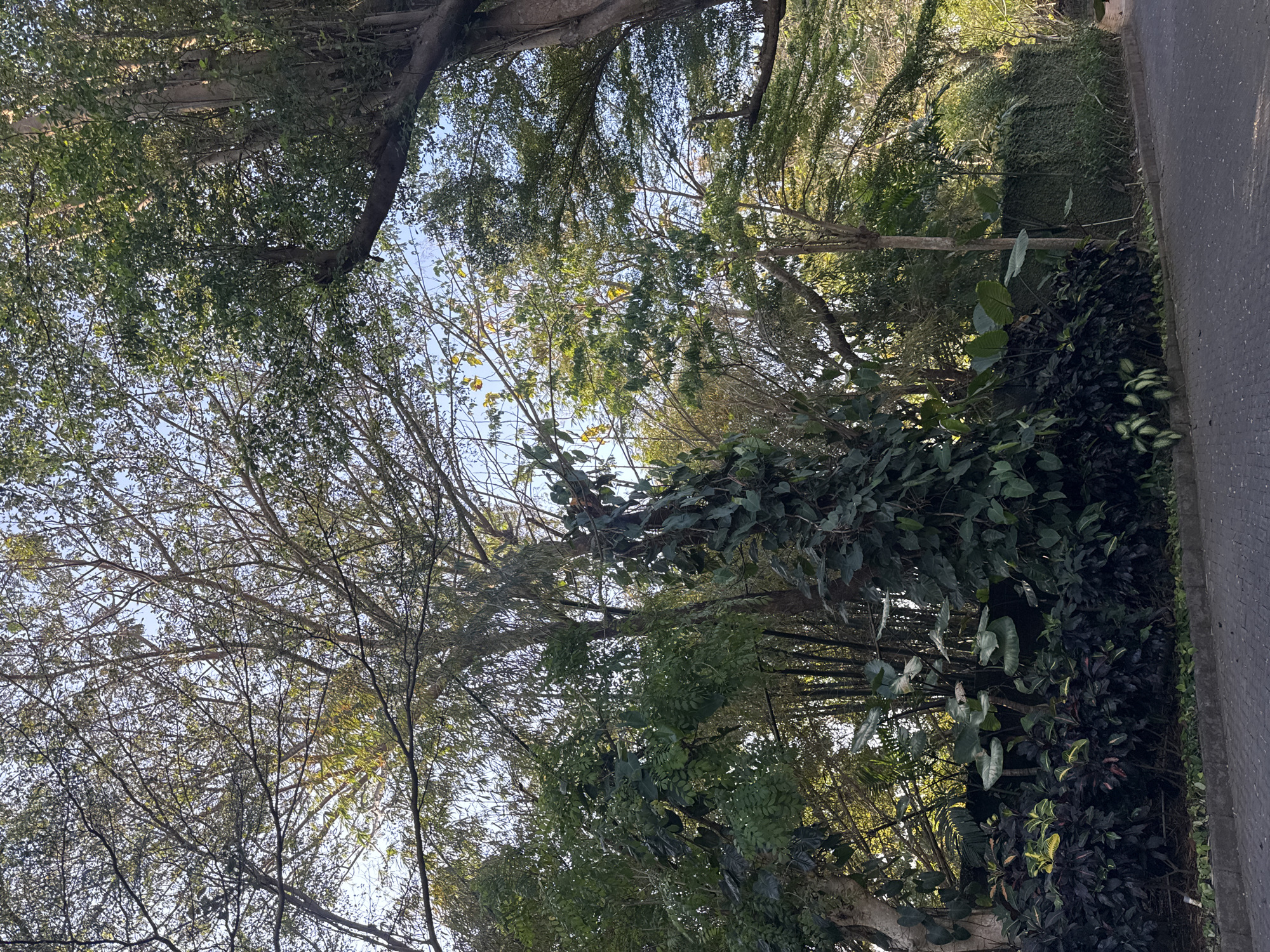 This image captures a lush, dense green foliage scene bordering a paved pathway, likely in Kuta Selatan, Indonesia. The foreground features a dark, leafy undergrowth with some variegated plants showing hints of yellow and reddish hues. Towering over this are various trees and plants with broad leaves and a prominent vine that climbs vertically. In the background, a wall covered in dense, green hedge runs along the pathway, and beyond that, more trees with a lighter canopy are visible, allowing glimpses of a bright sky. The overall impression is one of abundant tropical vegetation, typical of a well-maintained garden or natural area in a warm climate.