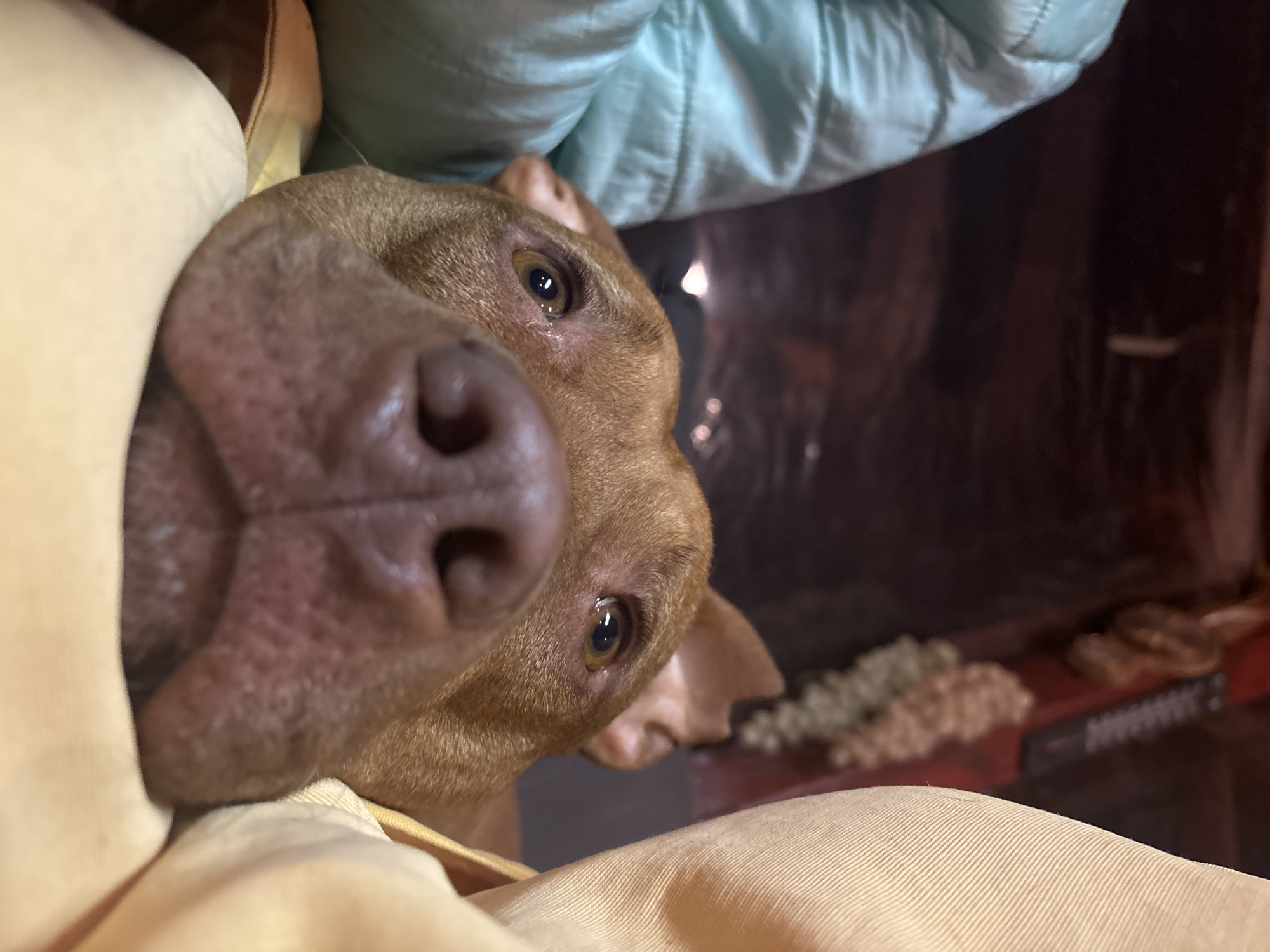 A close-up, distorted perspective photograph depicts a brown dog, possibly a pit bull mix, with its nose and face prominently centered. The dog is seemingly wrapped in light yellow fabric, perhaps a blanket or garment. A light blue, possibly puffy, material is visible above the dog. The background is out of focus, but suggests an interior setting, potentially a vehicle or home. Dimly visible behind the dog is a red surface with objects resting on it. The location in the city of Lom, Bulgaria cannot be determined.