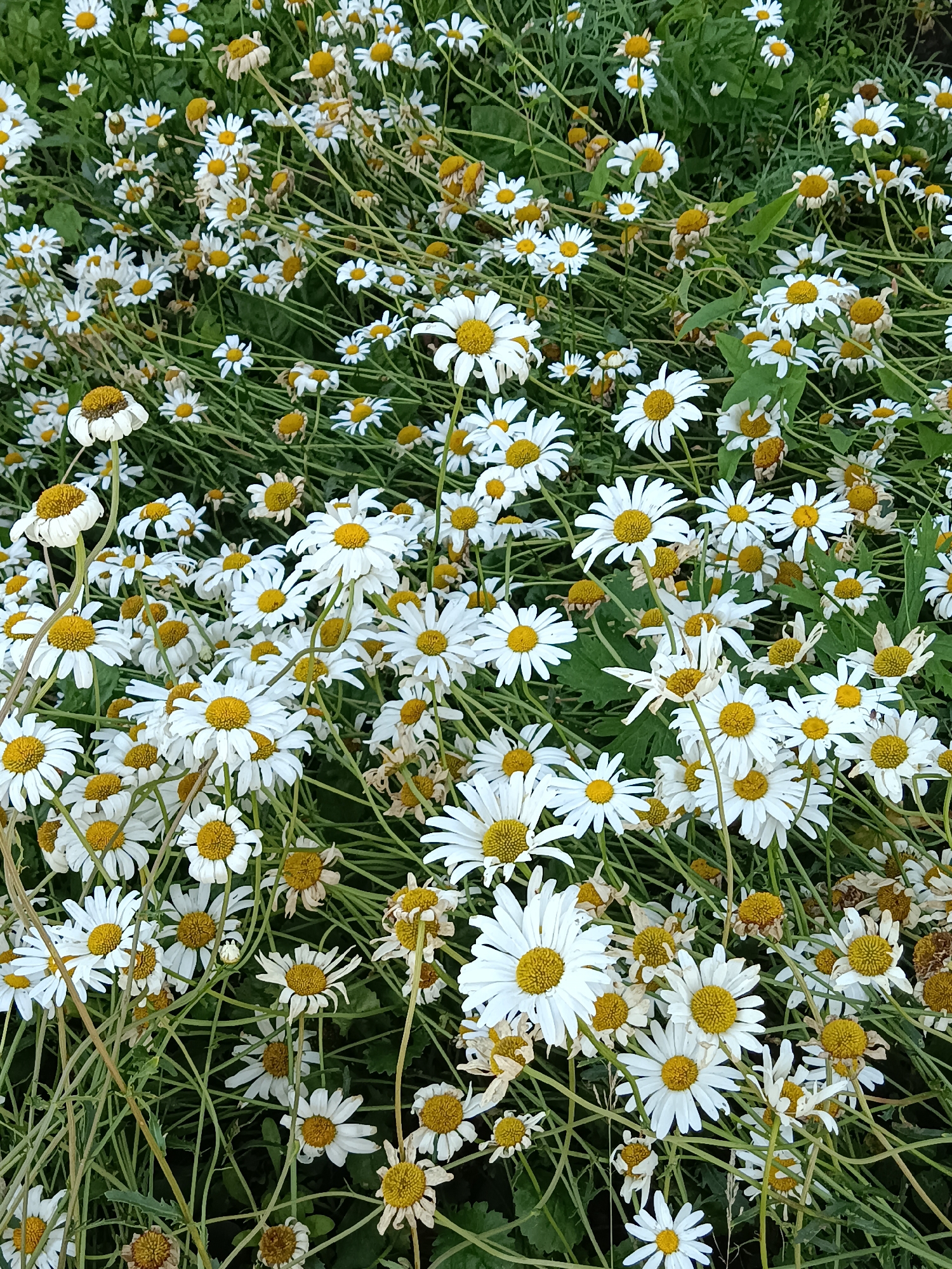 The image displays a dense field of daisies, many of which are in full bloom with white petals and yellow centers. Some flowers appear wilted or in a state of decay, with dried brown petals and centers. The daisies are growing amidst green foliage and thin stems, creating a natural, somewhat wild setting. The lighting suggests an outdoor environment, possibly a garden or a meadow. There are no people or animals visible in the image. The exact location in the city of Посад, Russia cannot be determined from the visual information provided.