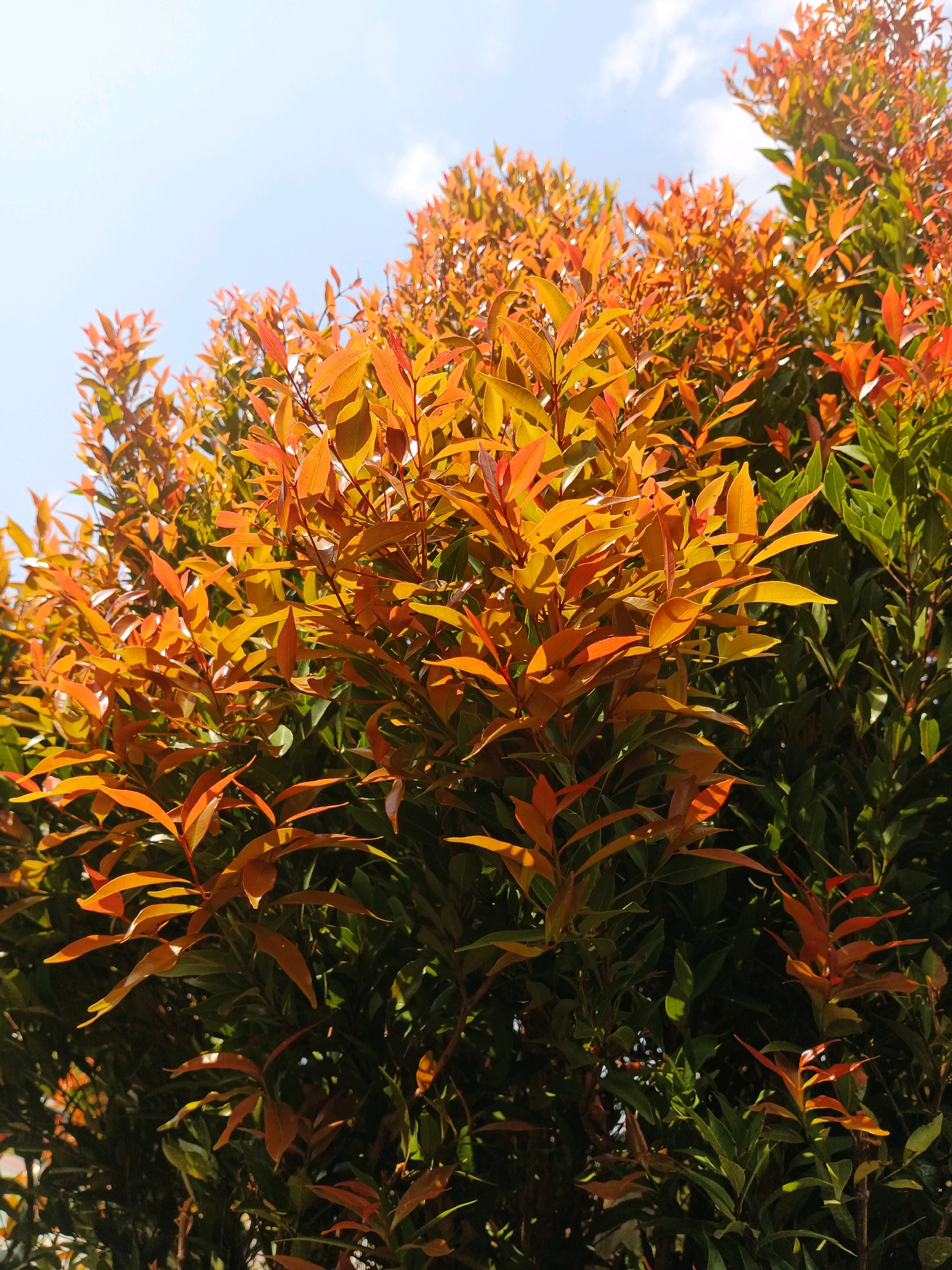 The image shows a close-up view of a vibrant green bush with bright orange and yellow leaves on its upper branches. The bush is set against a bright blue sky with a few wispy white clouds. The leaves are glossy and appear to be catching the sunlight. The scene is captured from a low angle, looking up into the canopy of the bush. The location is specified as Hayahaya, Indonesia. There are no people or animals visible in the image. The overall impression is one of natural beauty and a bright, sunny day.