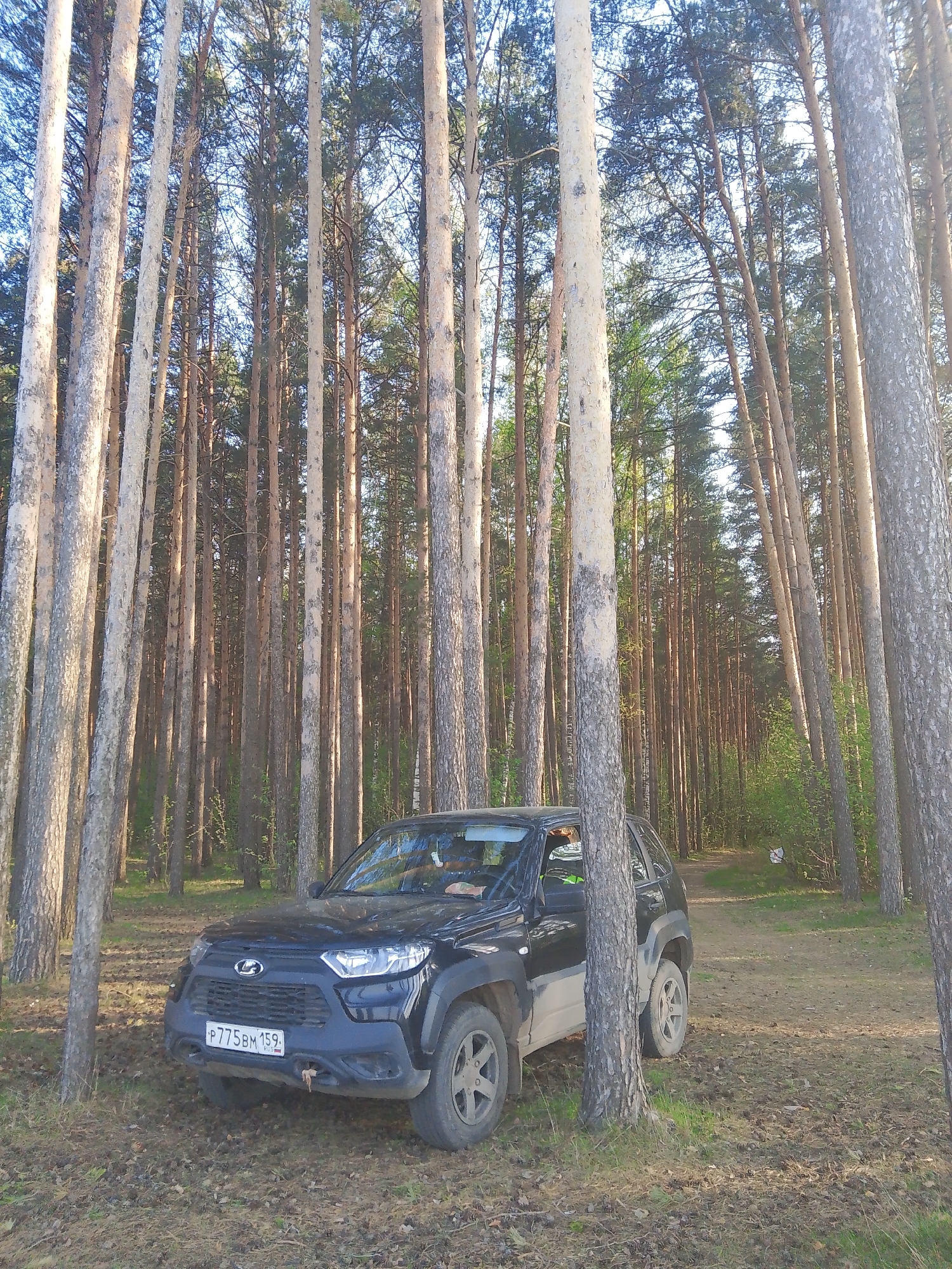 A black Lada Niva Travel SUV is parked among tall, thin trees in a forest, possibly located in or near the city of Chaikovsky, Russia. The car has a Russian license plate that reads "P775BM 159." The car is dirty, suggesting it has been driven off-road. The forest is dense with many tall trees, and the ground is covered with leaves and needles. The sky is visible through the trees.