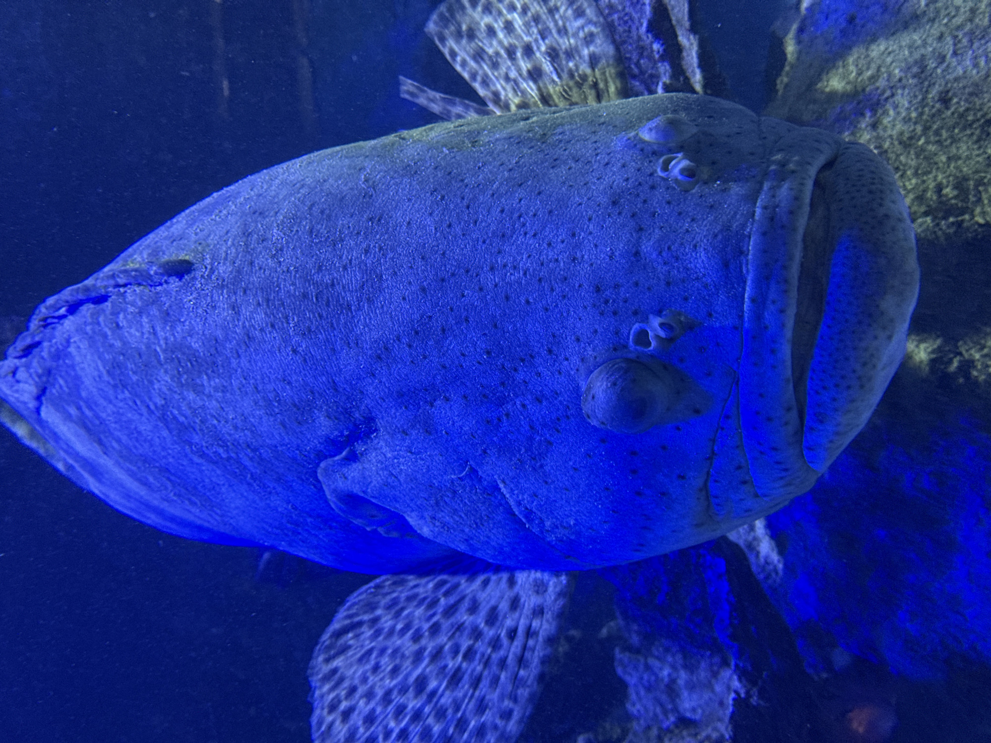 A close-up, underwater shot focuses on the head of a large grouper fish. The fish is predominantly blue due to the lighting and its environment. Its large head takes up most of the frame, with visible eyes, nostrils, and an open mouth. The fish has small, dark spots scattered across its skin. To the left and right of the fish, portions of its pectoral fins are visible, displaying a spotted pattern. The background is a dark, blue underwater environment with some rocky structures visible. The image was taken in the aquarium at the Acuario y Museo del Mar del Rodadero in Santa Marta, Colombia.