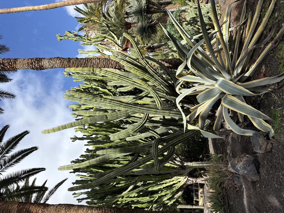 This image depicts a botanical garden scene in Santa Cruz De Tenerife, Spain, identifiable as the Palmetum de Santa Cruz de Tenerife due to the characteristic plant species. The foreground features a large, variegated *Agave americana 'Marginata'* with green and yellow splayed leaves. Behind it, and extending into the midground, is a dense cluster of tall, multi-branched *Euphorbia canariensis* (Canary Island spurge), characterized by its prominent ribbed, columnar green stems. Several tall palm trees with textured brown trunks and green fronds are scattered throughout, framing the scene on the left, center, and right, with fronds visible against the sky. The ground consists of dark soil, with several dark, irregular volcanic rocks in the lower left. Sparse green vegetation is visible around the base of the agave. In the far left background, partially obscured by foliage, a light-colored utility vehicle or structure is present. The sky above is bright blue with scattered white cumulus clouds, indicating a clear, sunny daytime. No people or explicit actions are depicted.