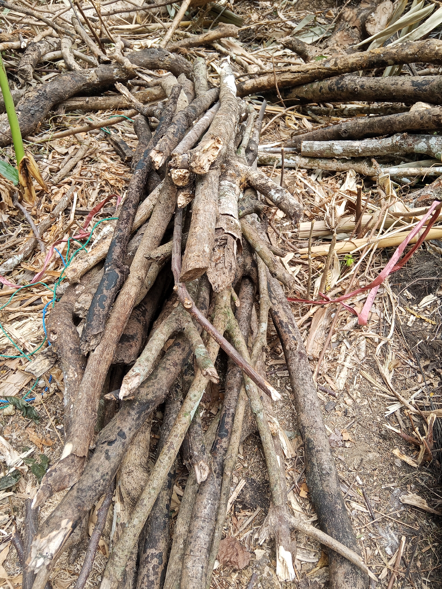 The image shows a pile of dried branches and twigs on the ground in what appears to be an outdoor environment. The branches are of various sizes and thicknesses, with some showing signs of decay and bark peeling. They are arranged in a haphazard manner, with some lying horizontally and others diagonally. The ground beneath the branches is covered in dry leaves, small twigs, and dirt. Some colorful plastic twine, one green and one pink, is visible intertwined with the branches. In the background, more branches and dry vegetation are scattered around. The overall impression is one of natural debris collected or left in an outdoor area.