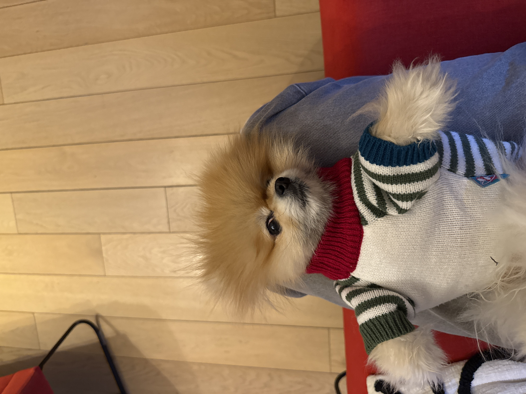 A small, light-brown Pomeranian dog is lying on someone's lap, wearing a white, green, and red striped sweater. The person's lap is covered in light-blue denim fabric. The dog is looking at the camera. The floor is light wood. A red chair is partially visible in the background. It is not possible to ascertain the location in Warsaw, Poland, from the image.