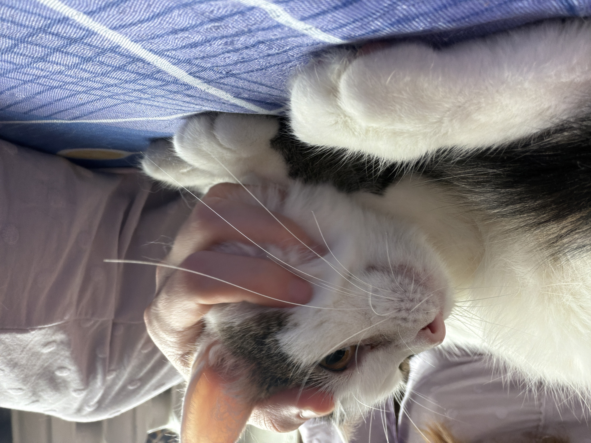 A domestic cat, predominantly white with patches of black and gray fur, is resting on a blue and white striped surface, likely a bedspread or blanket. A human hand is gently stroking the cat's head and ear area. The cat's paws are visible in the foreground, appearing fluffy and white. The background shows a person in a light-colored garment, partially obscured. The scene is indoors, with soft lighting. There are no identifiable landmarks or context to indicate the location in Колычёво, Russia.