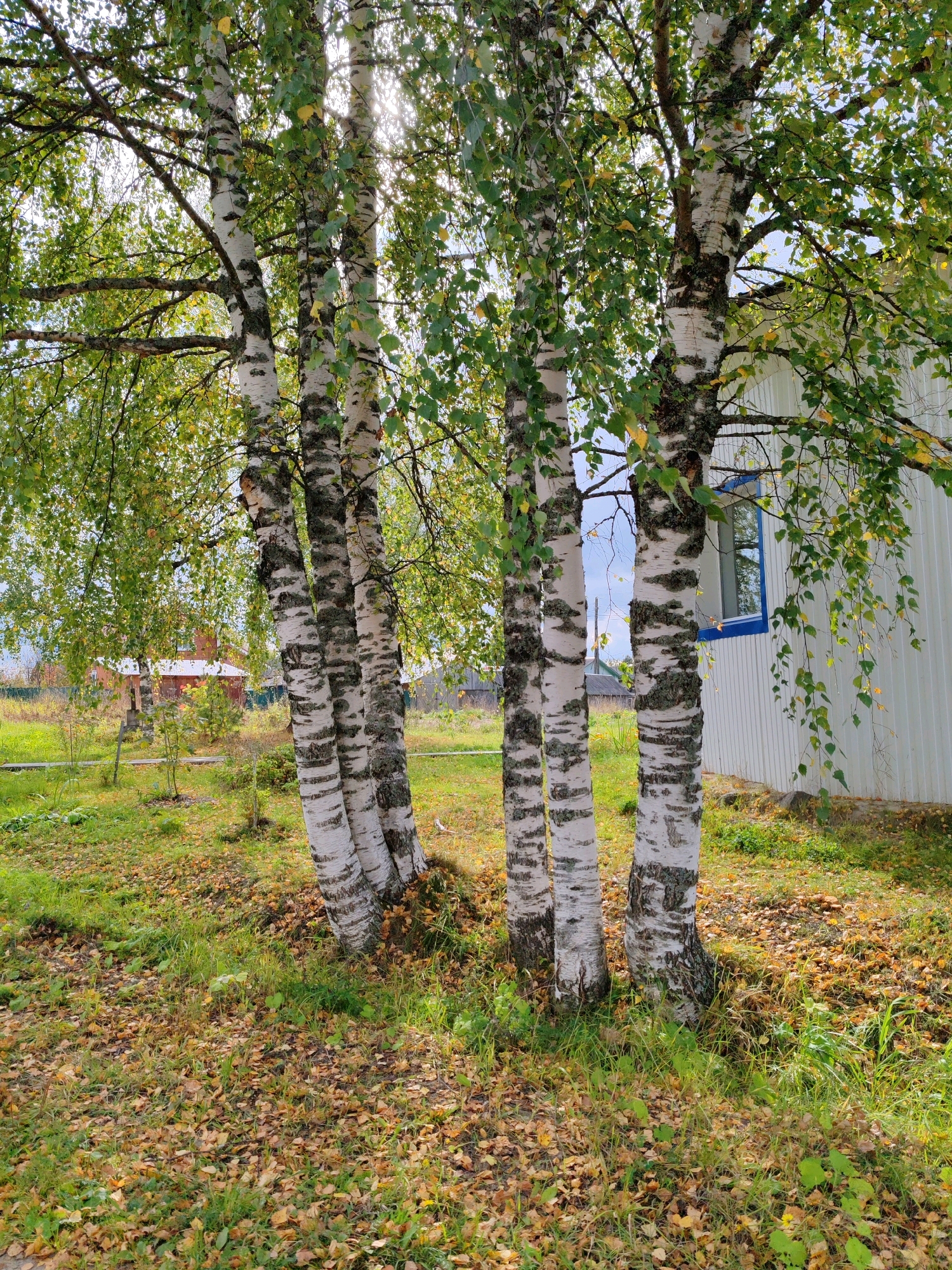 The image depicts a cluster of birch trees with distinctive white bark and black markings, situated in a yard with a white-sided building in the background. The ground is covered in green grass and fallen autumn leaves in shades of yellow and brown. A portion of the building shows a window with a blue frame. In the distance, across a grassy area, another red-brick building is visible. The lighting suggests it is daytime, with sunlight filtering through the leaves of the trees, creating dappled patterns on the ground. The scene appears to be a residential area, likely in the town of Chukhlem, Russia, given the style of the buildings and the natural environment. No people are present in the image.