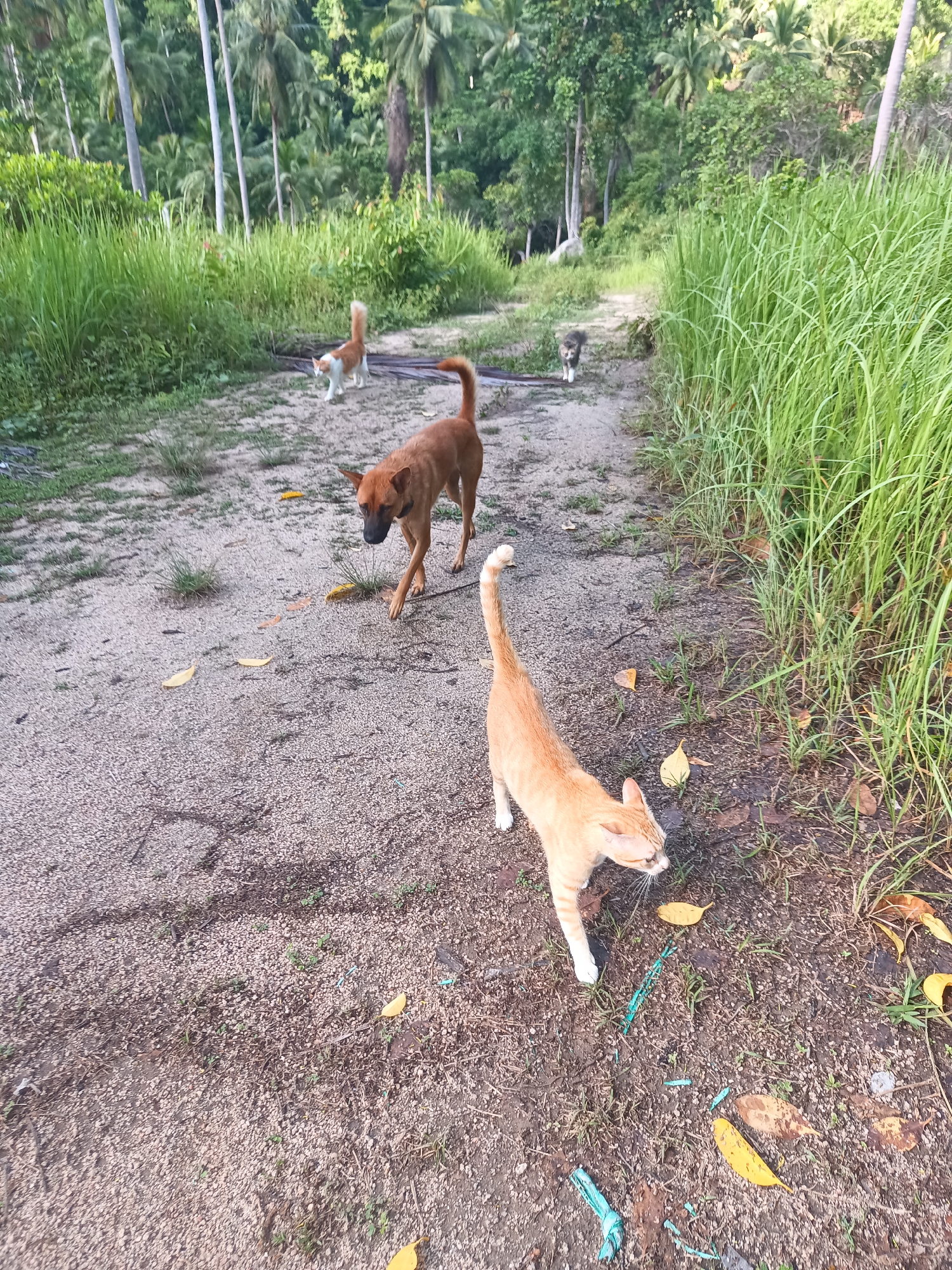 The image depicts an unpaved road or path in a tropical or semi-tropical environment, possibly a rural area. Vegetation, including tall grass and palm trees, is abundant on either side of the path. In the foreground, an orange cat is walking towards the camera. Behind the cat, a brown dog is walking in the same direction. Further down the path, two additional cats are visible. The scene appears to be outdoors during daylight.