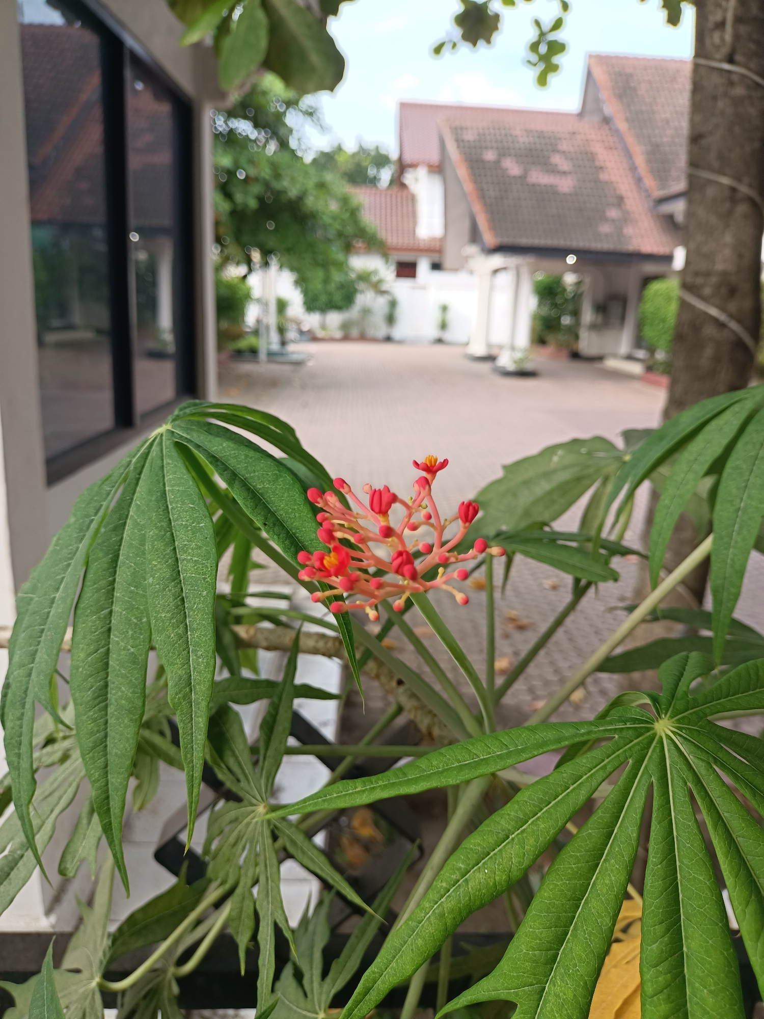The image captures a close-up view of a plant with large green leaves and a cluster of small red flowers with yellow centers. The plant is positioned in the foreground, with its leaves and flowers dominating the frame. In the background, a courtyard area with paved flooring is visible, leading to buildings with tiled roofs and white architectural features. The environment appears to be an outdoor setting, possibly a residential or commercial area, with trees and foliage interspersed. The overall lighting suggests it is daytime. The location is identified as Pulokiton, Indonesia.